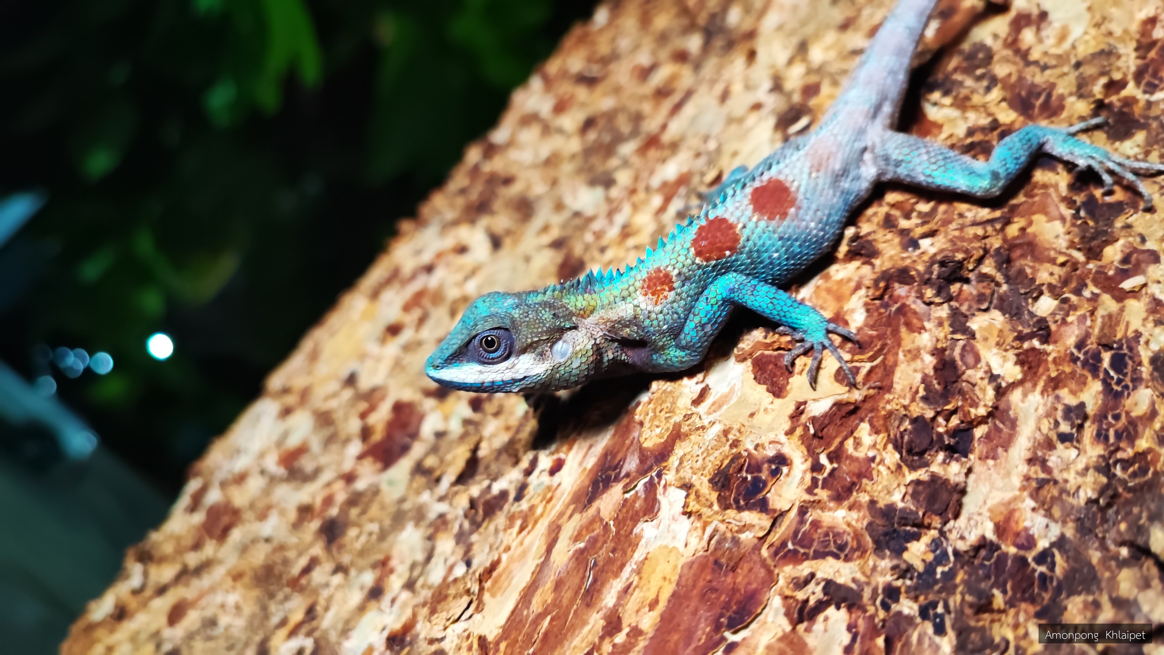 Calotes mystaceus