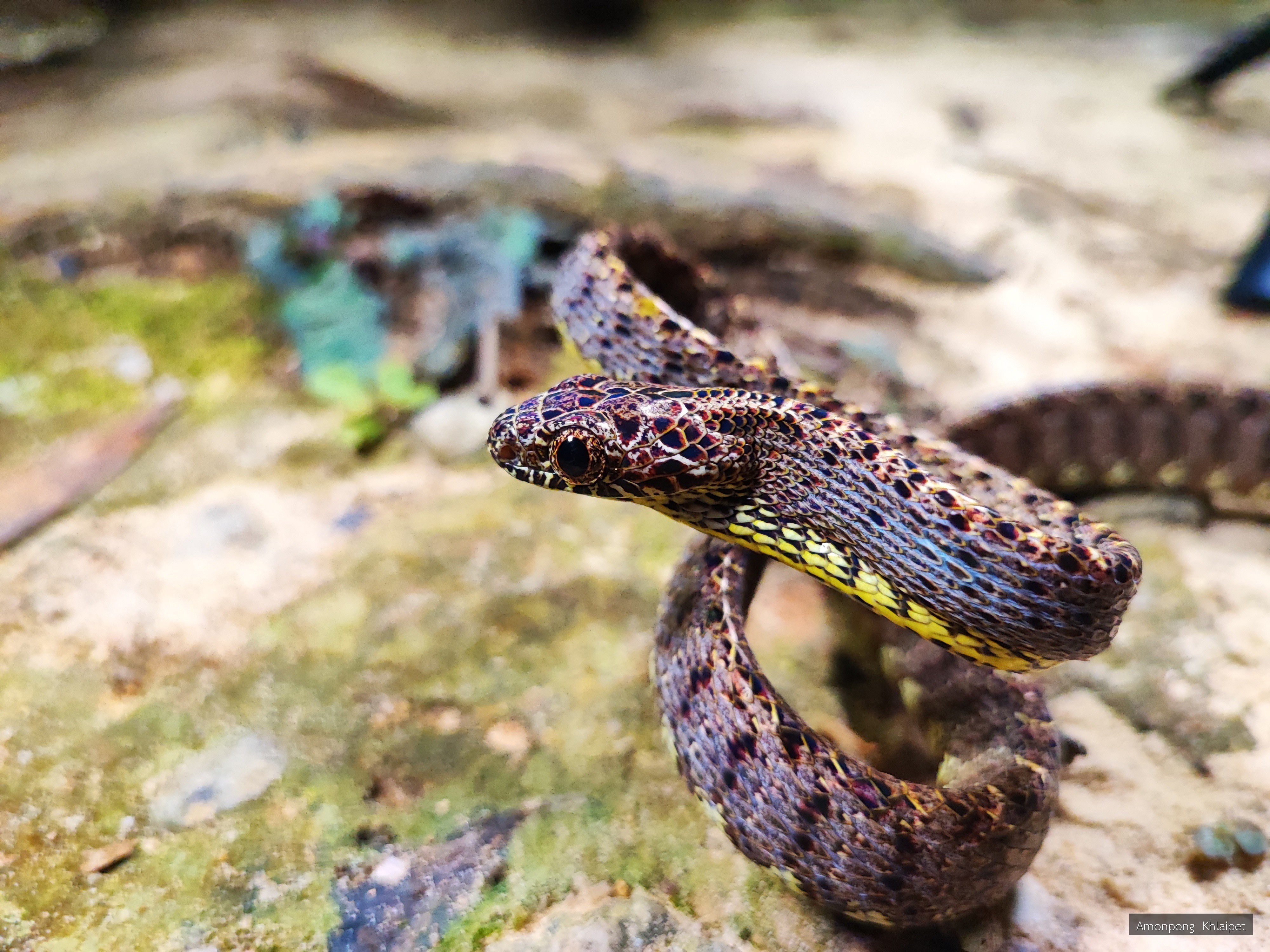 Calotes emma alticristatus