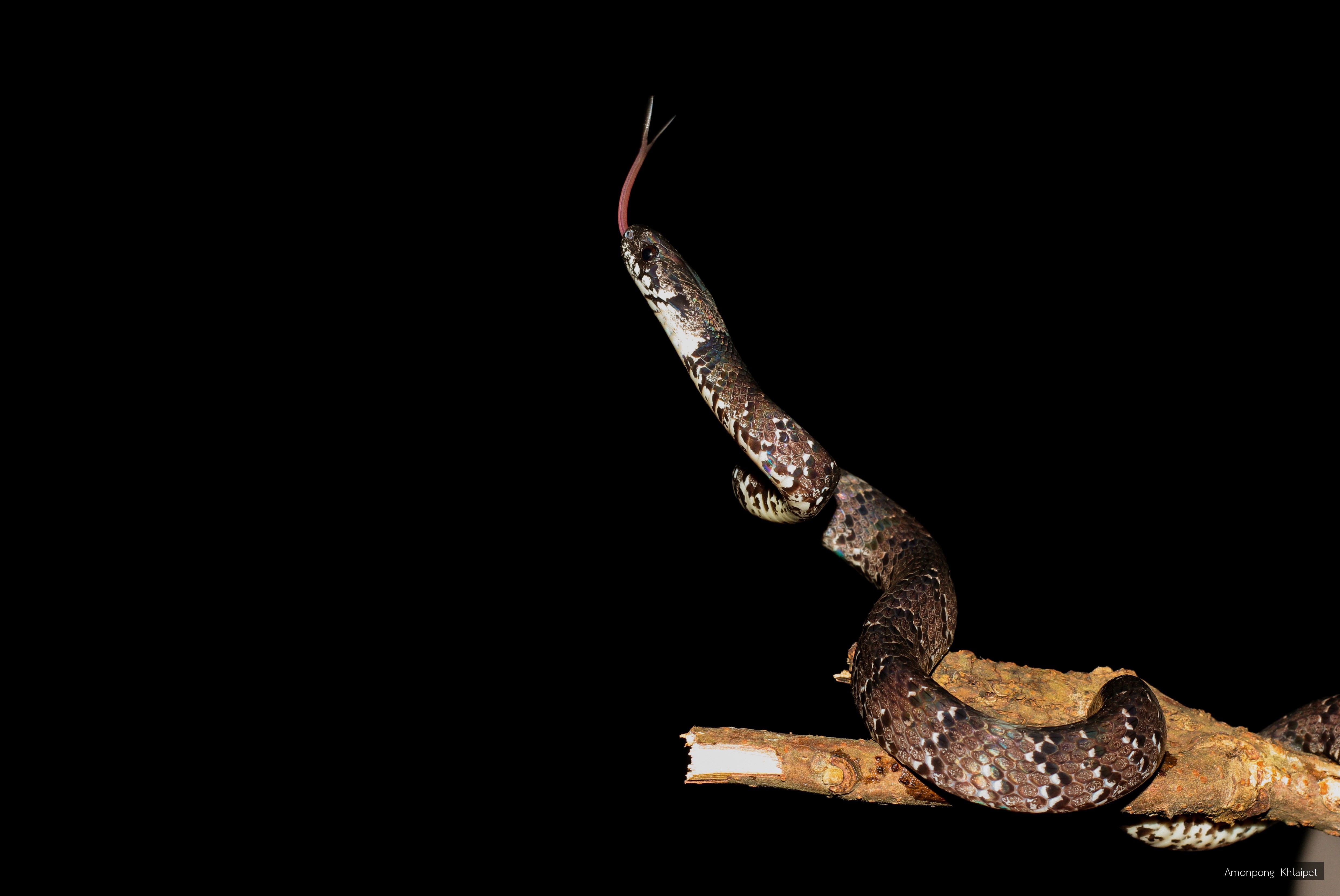Pareas macularius