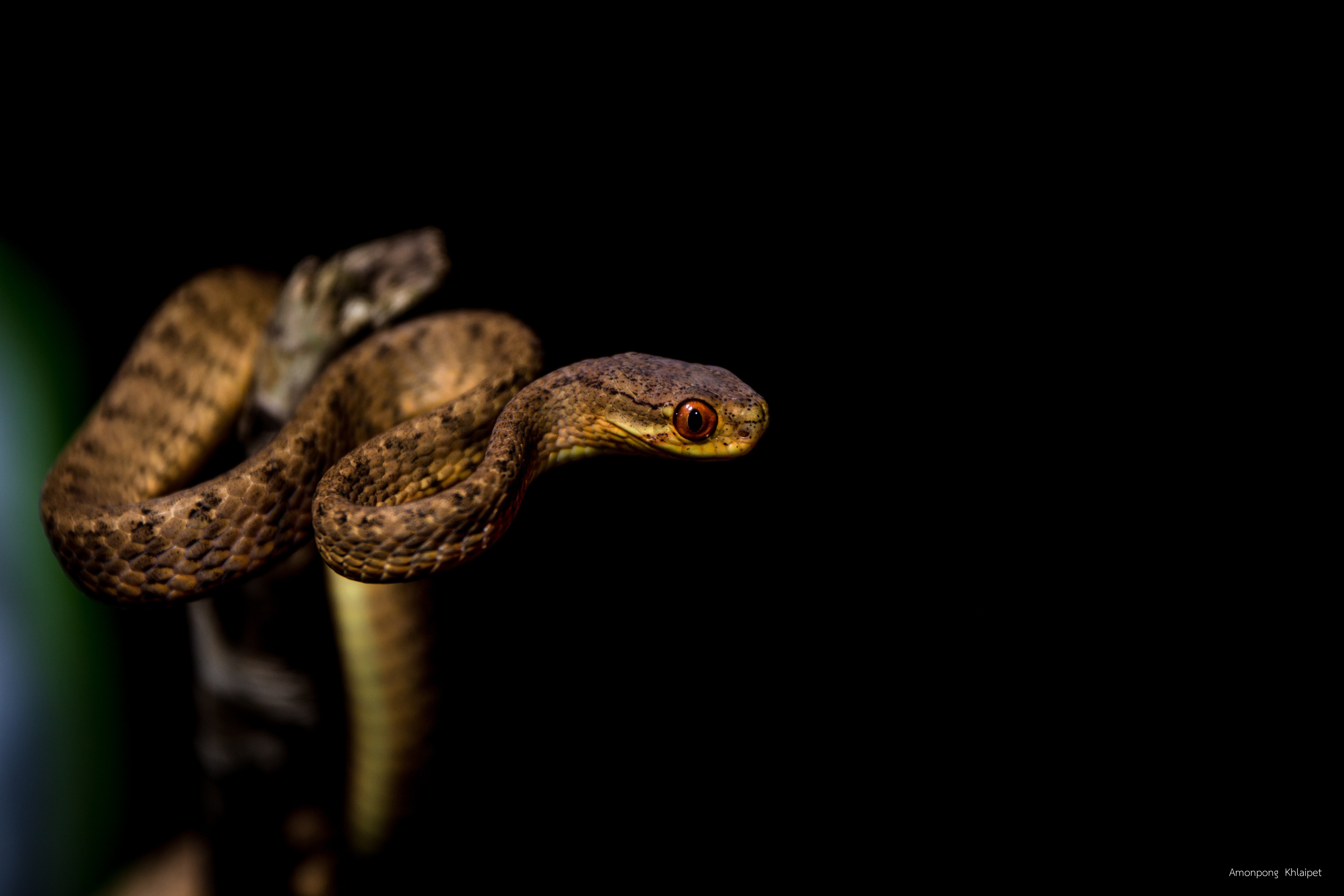 Pareas carinatus