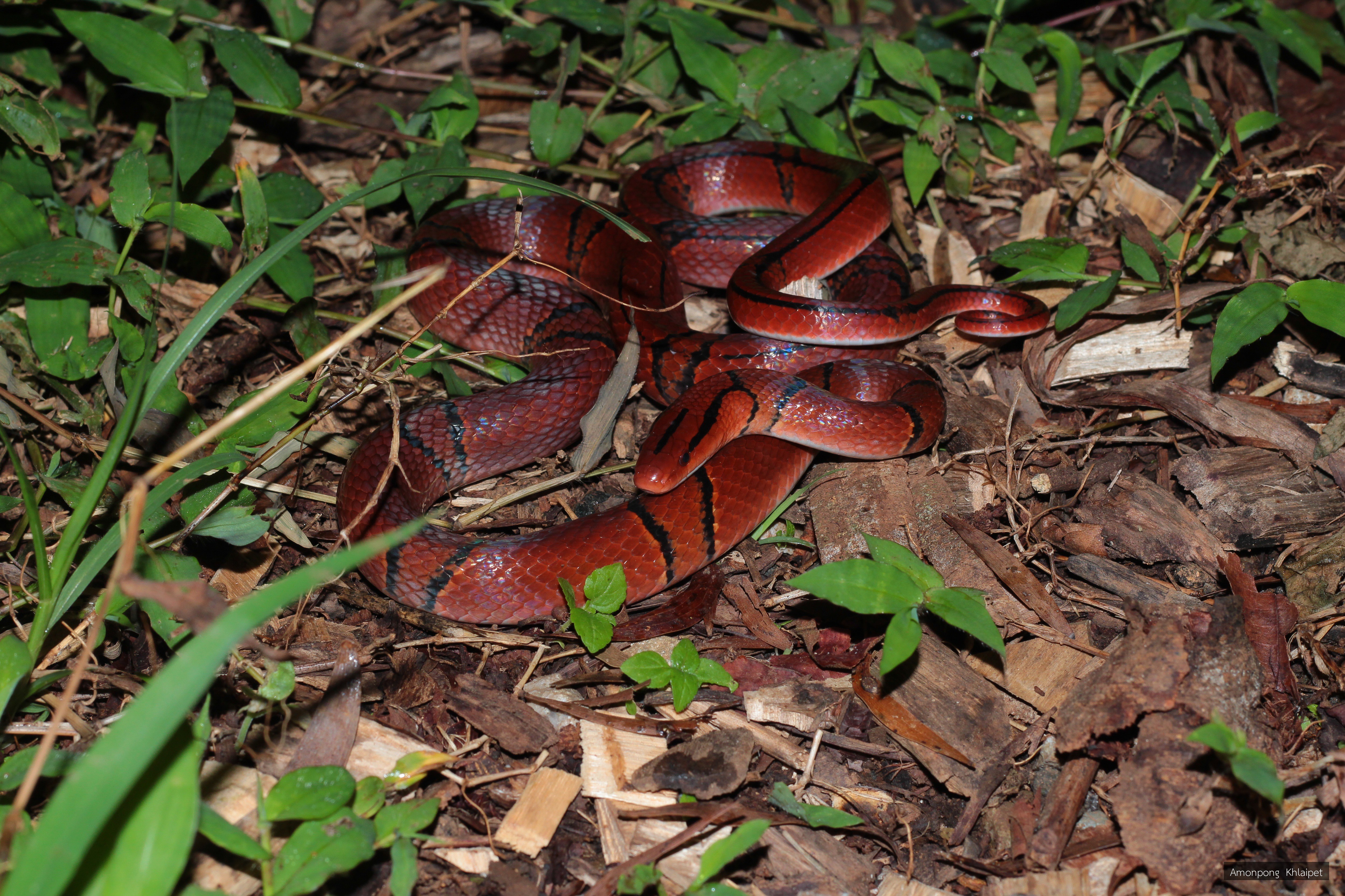 Oreocryptophis porphyraceus