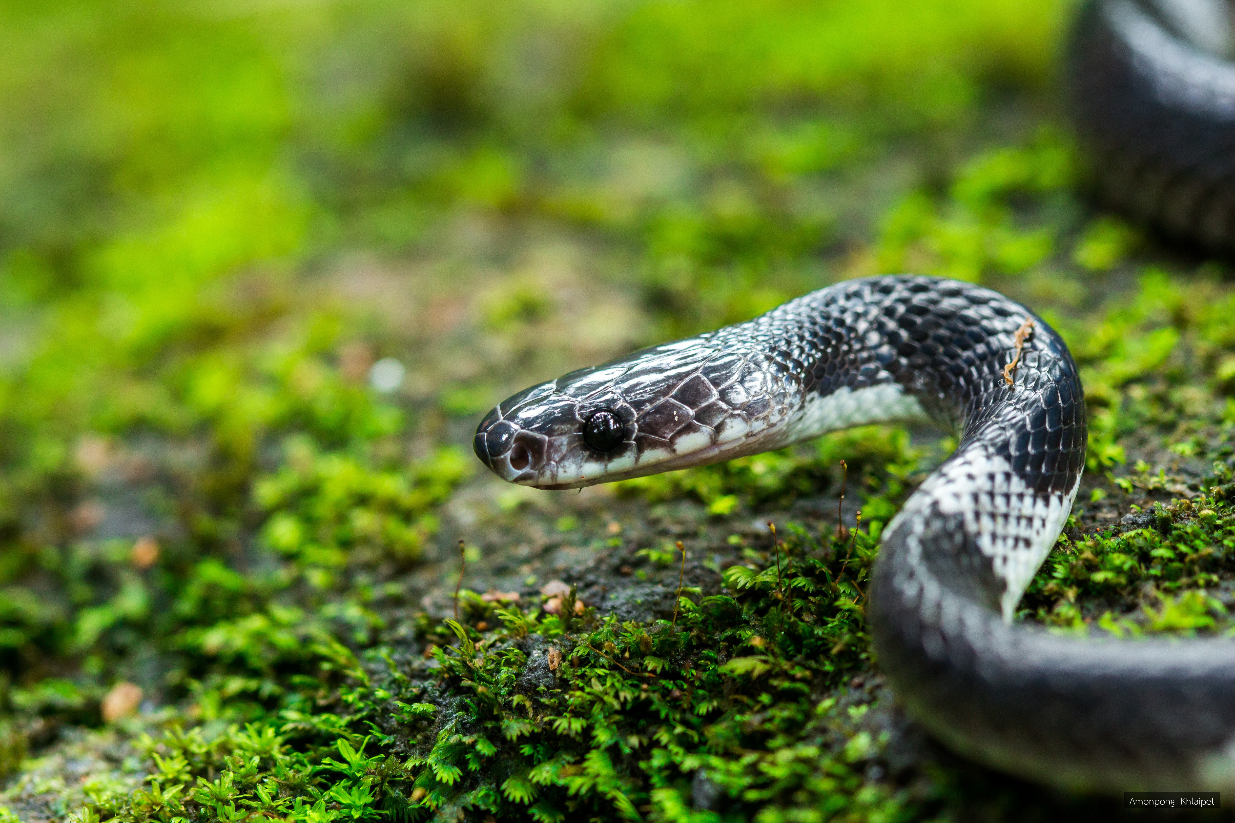 Lycodon fasciatus