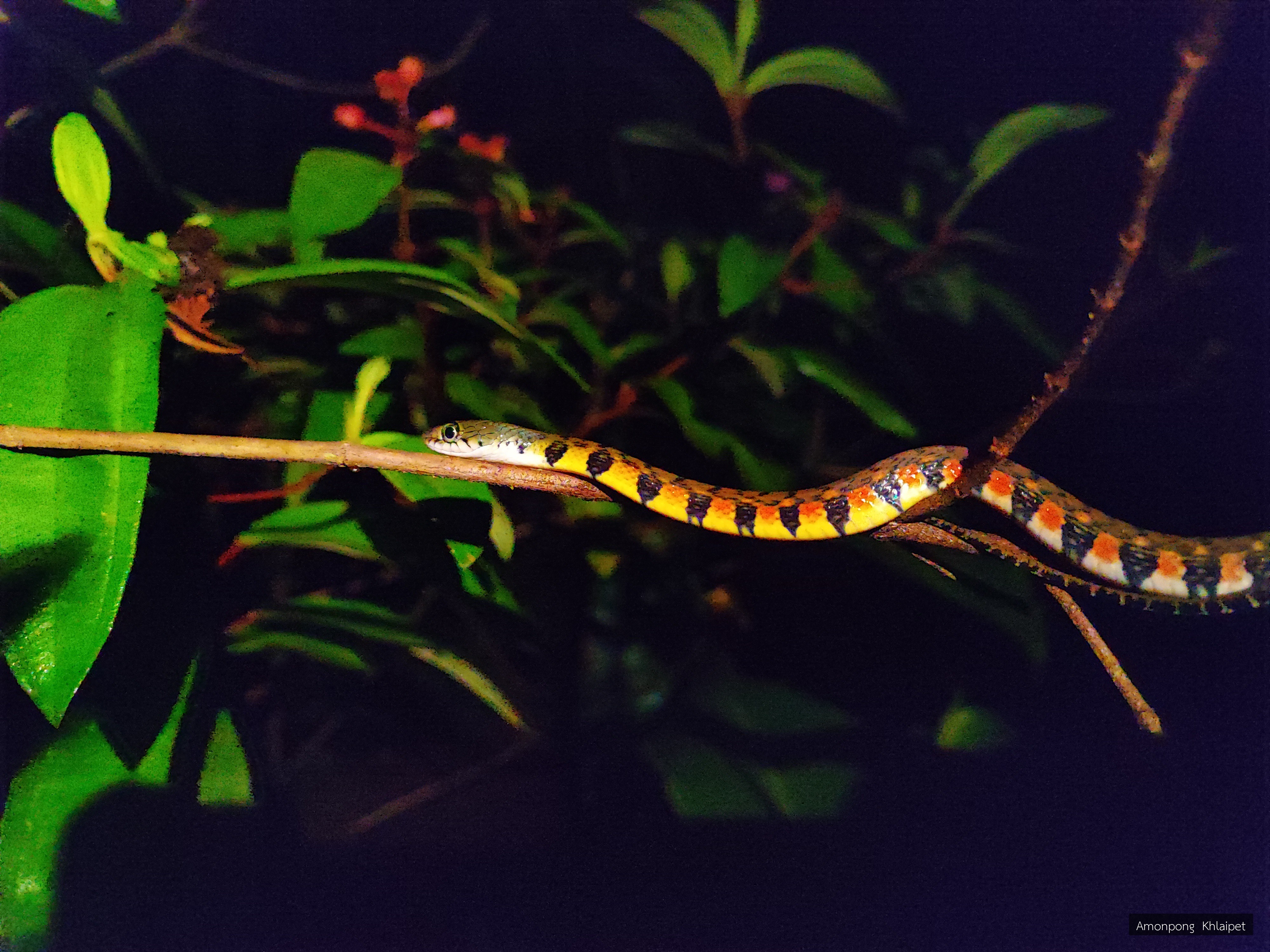 Xenochrophis trianguligerus