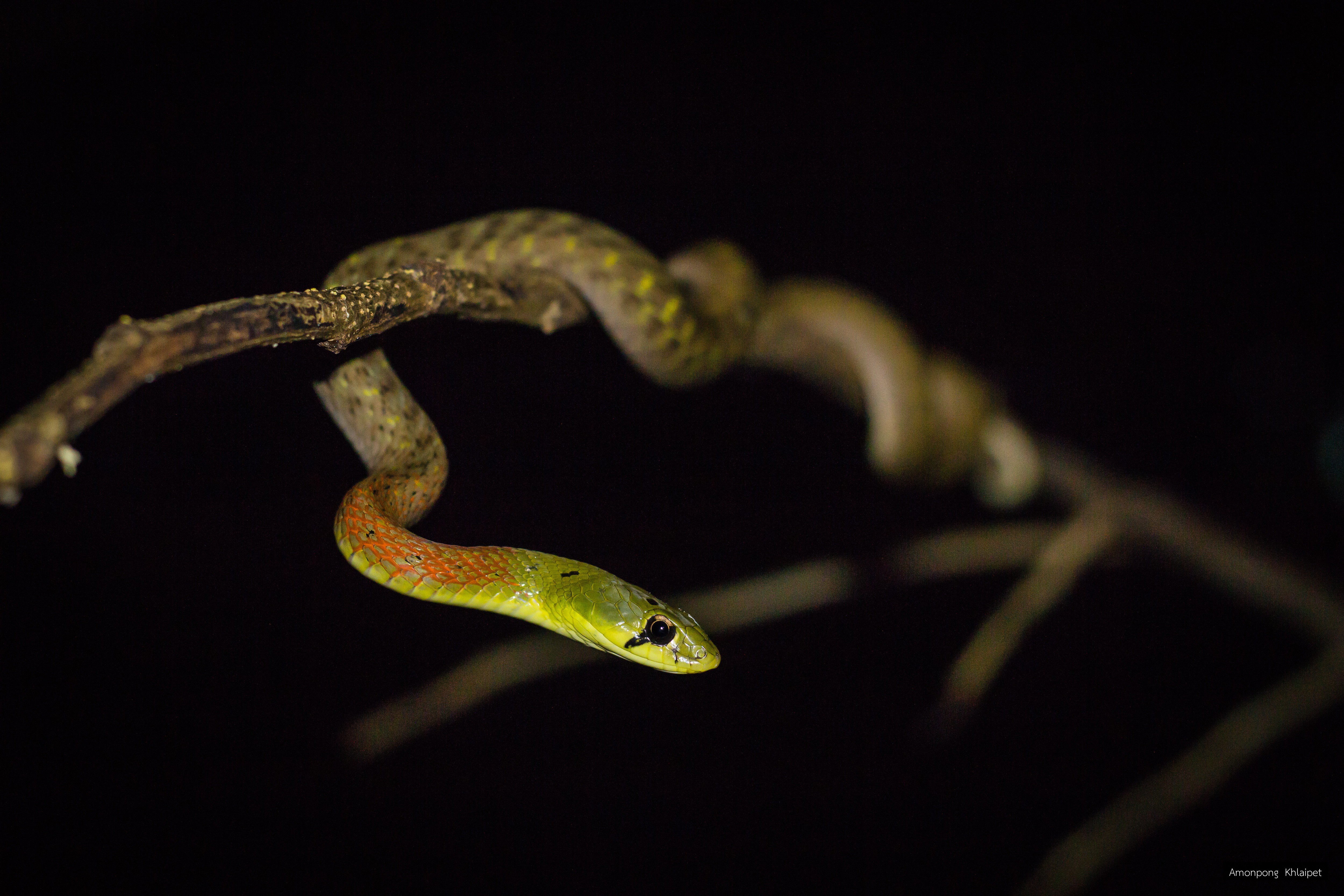 Rhabdophis siamensis
