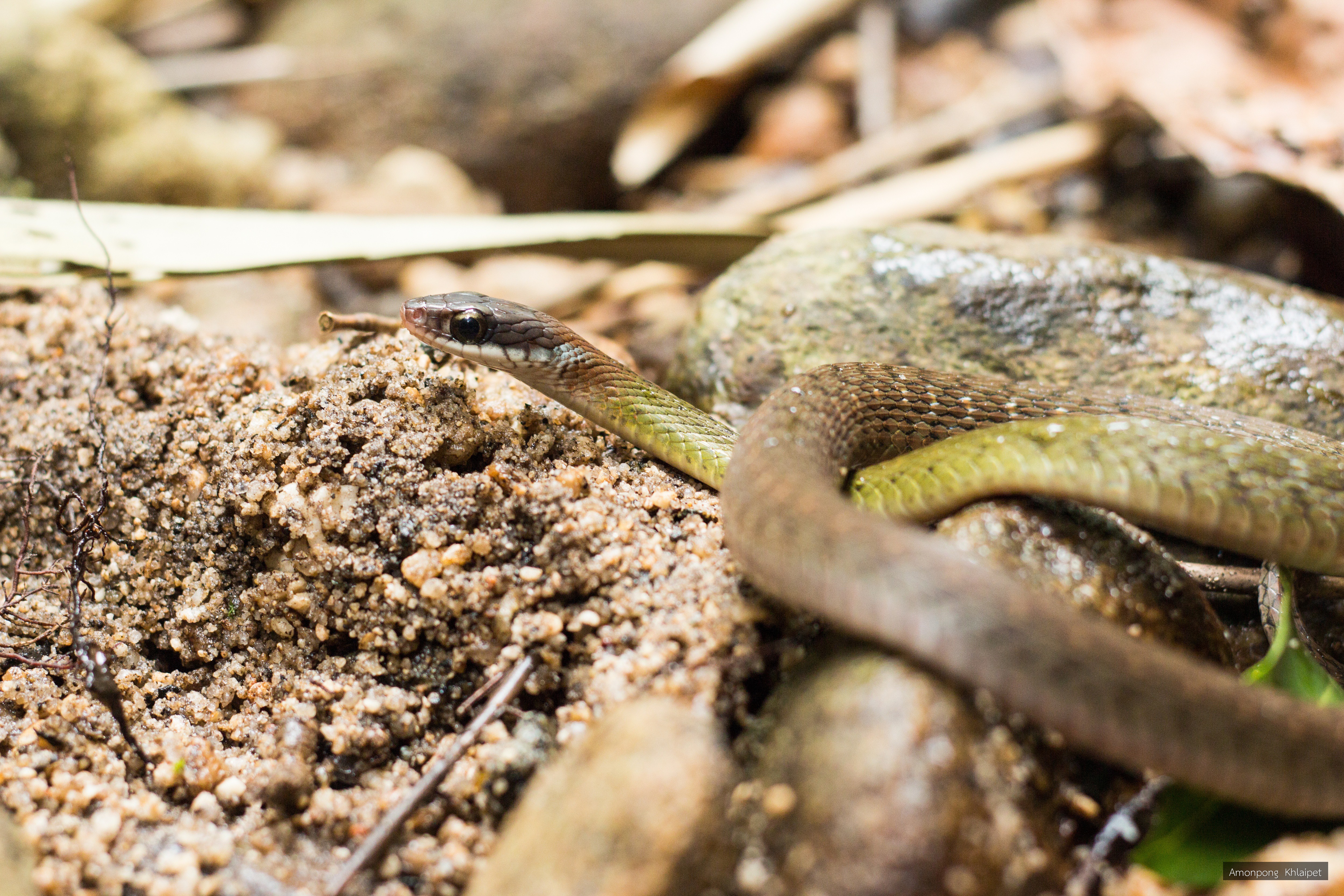 Rhabdophis chrysargos