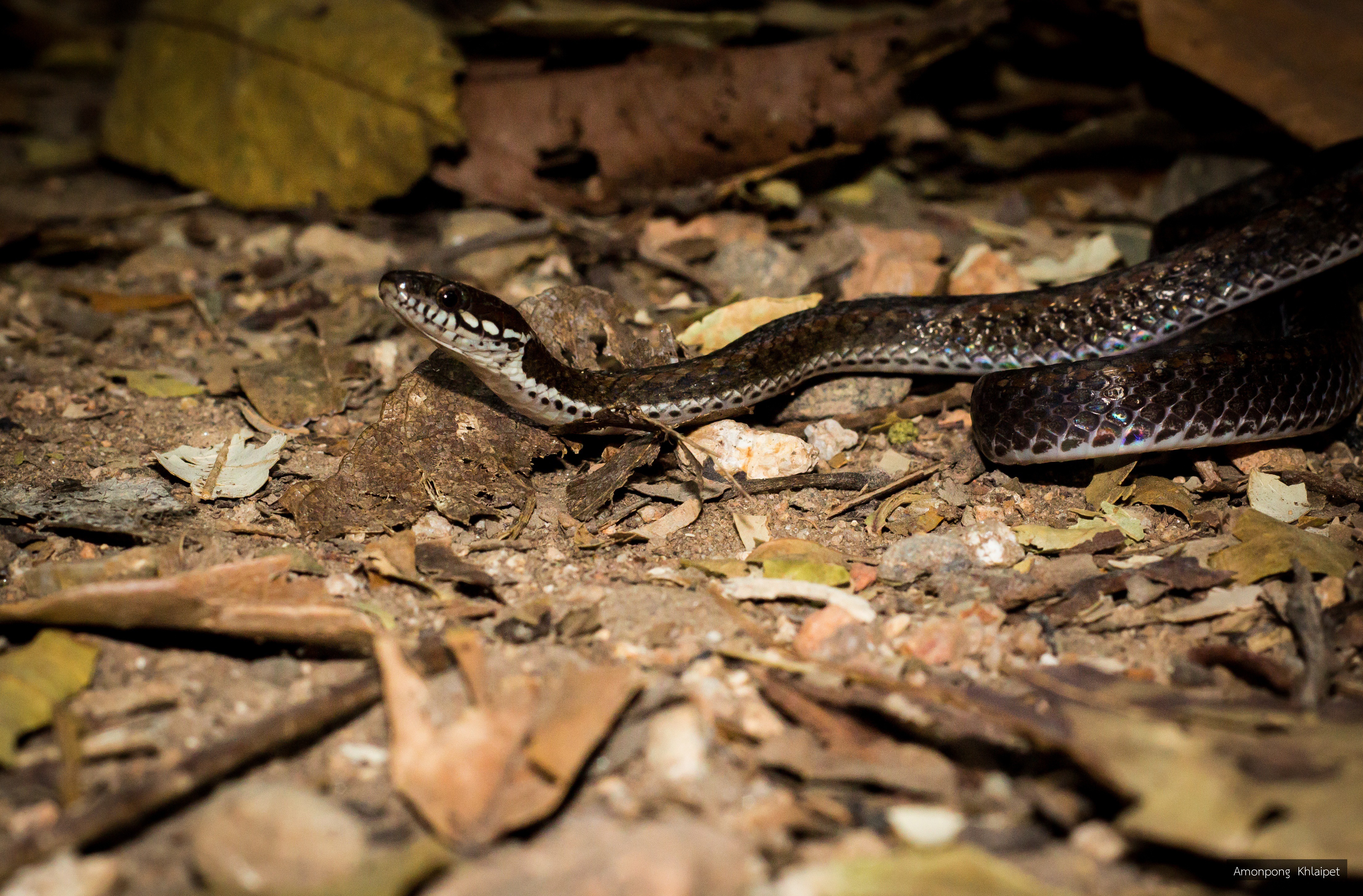 Hebius khasiensis