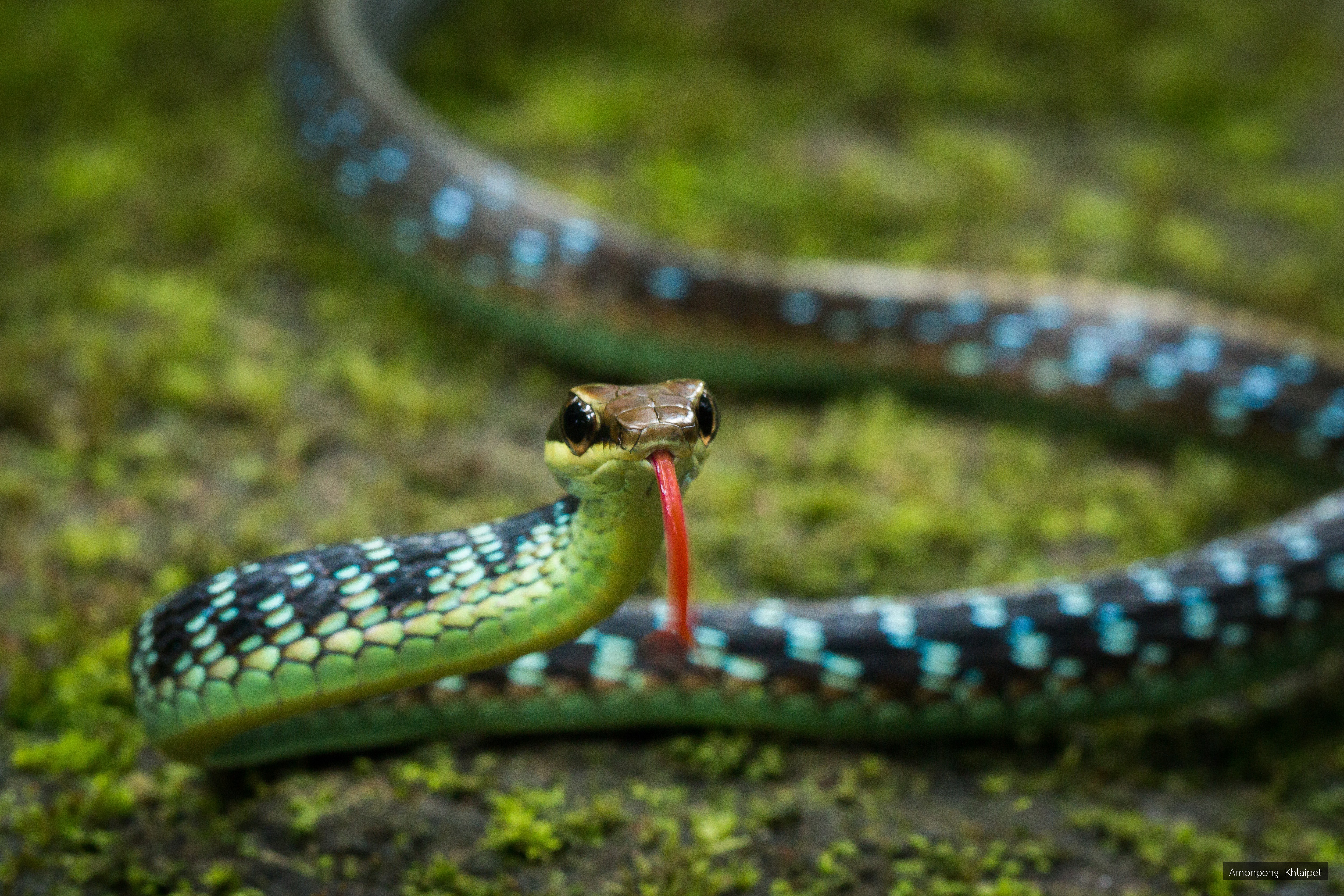 Dendrelaphis nigroserratus