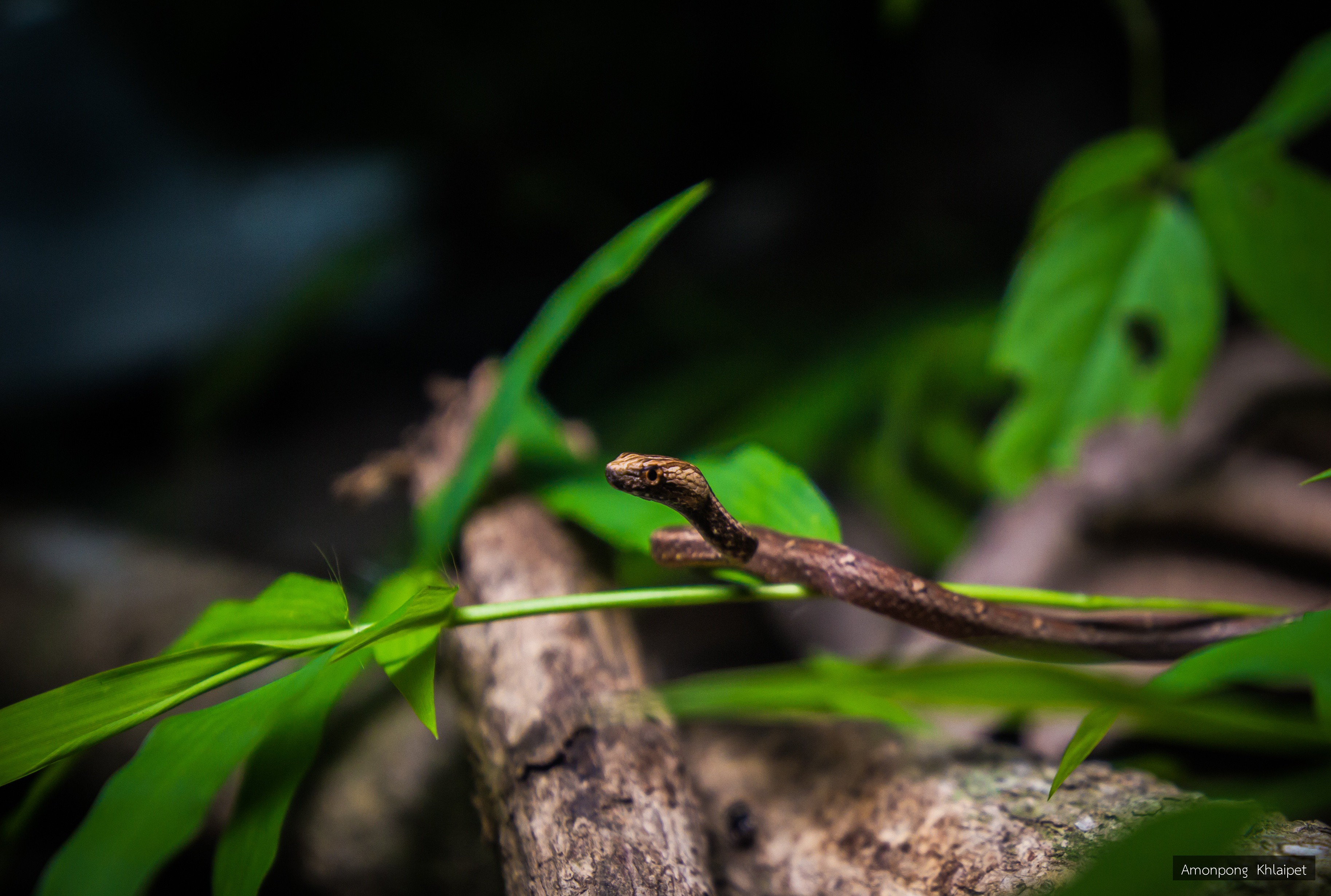 Psammodynastes pulverulentus