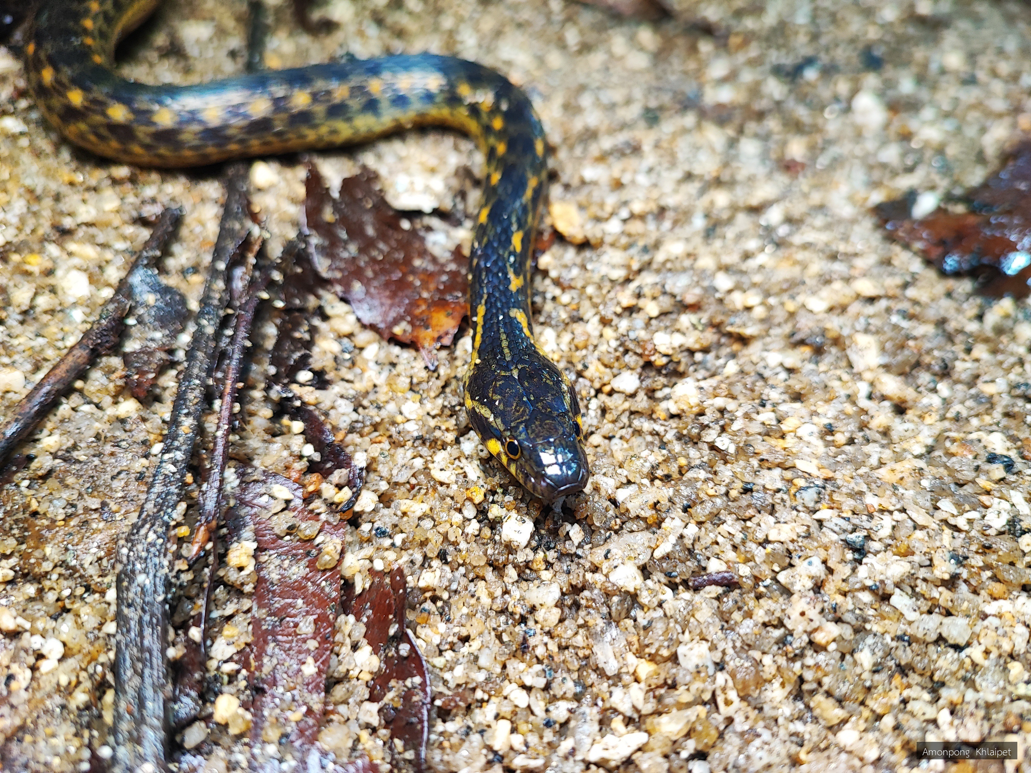 Hebius terrakarenorum