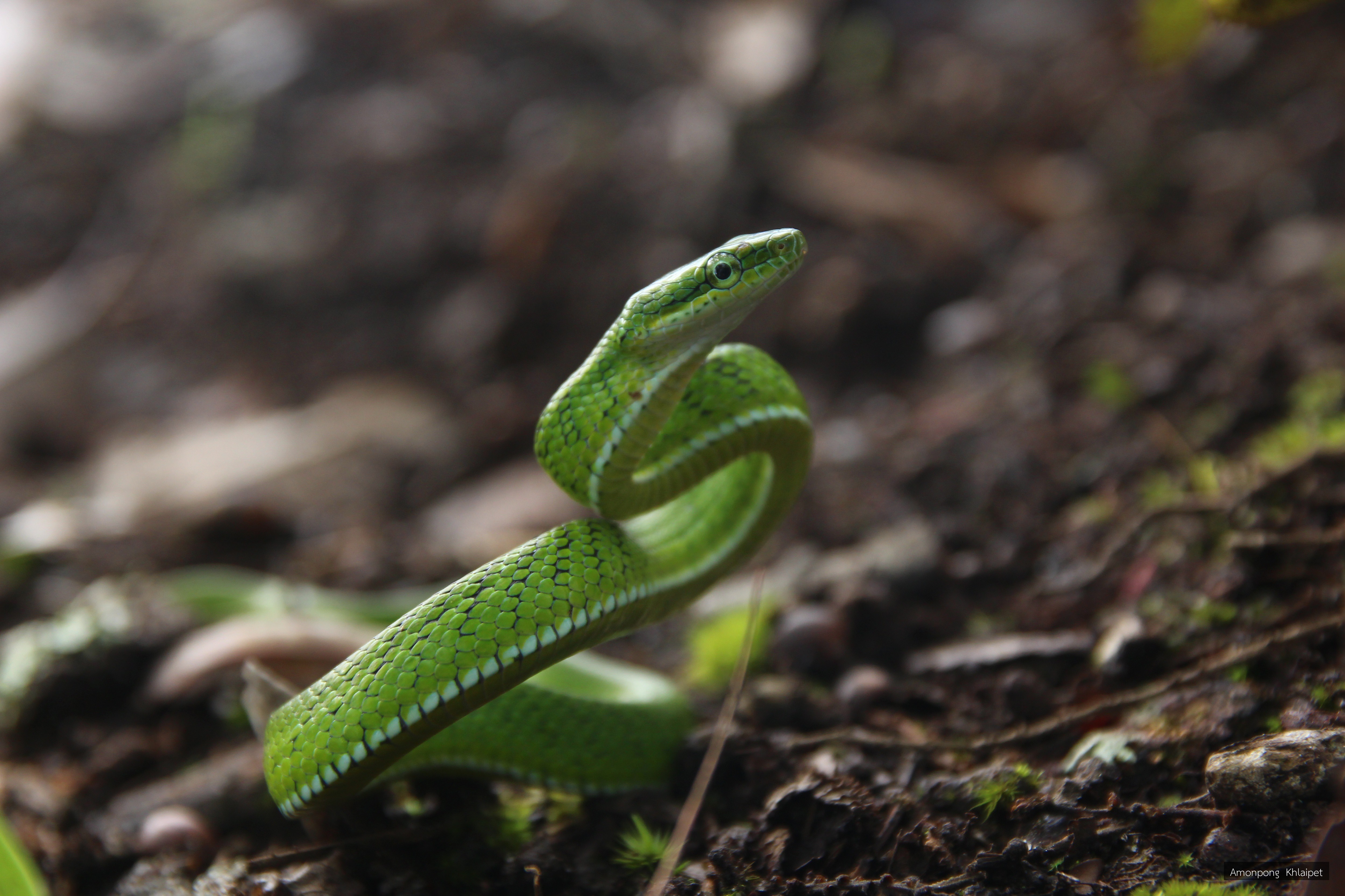 Gonyosoma oxycephalum