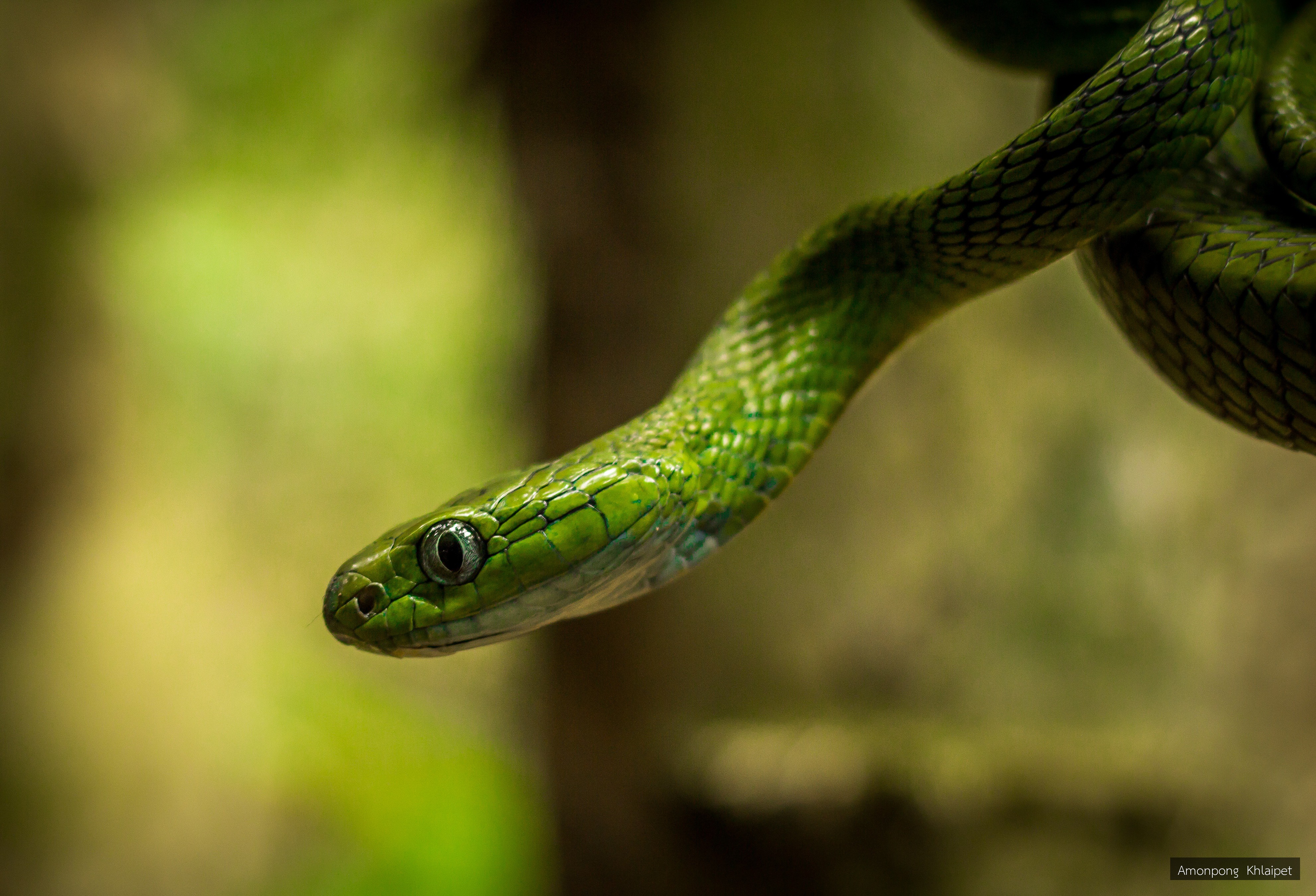 Boiga cyanea
