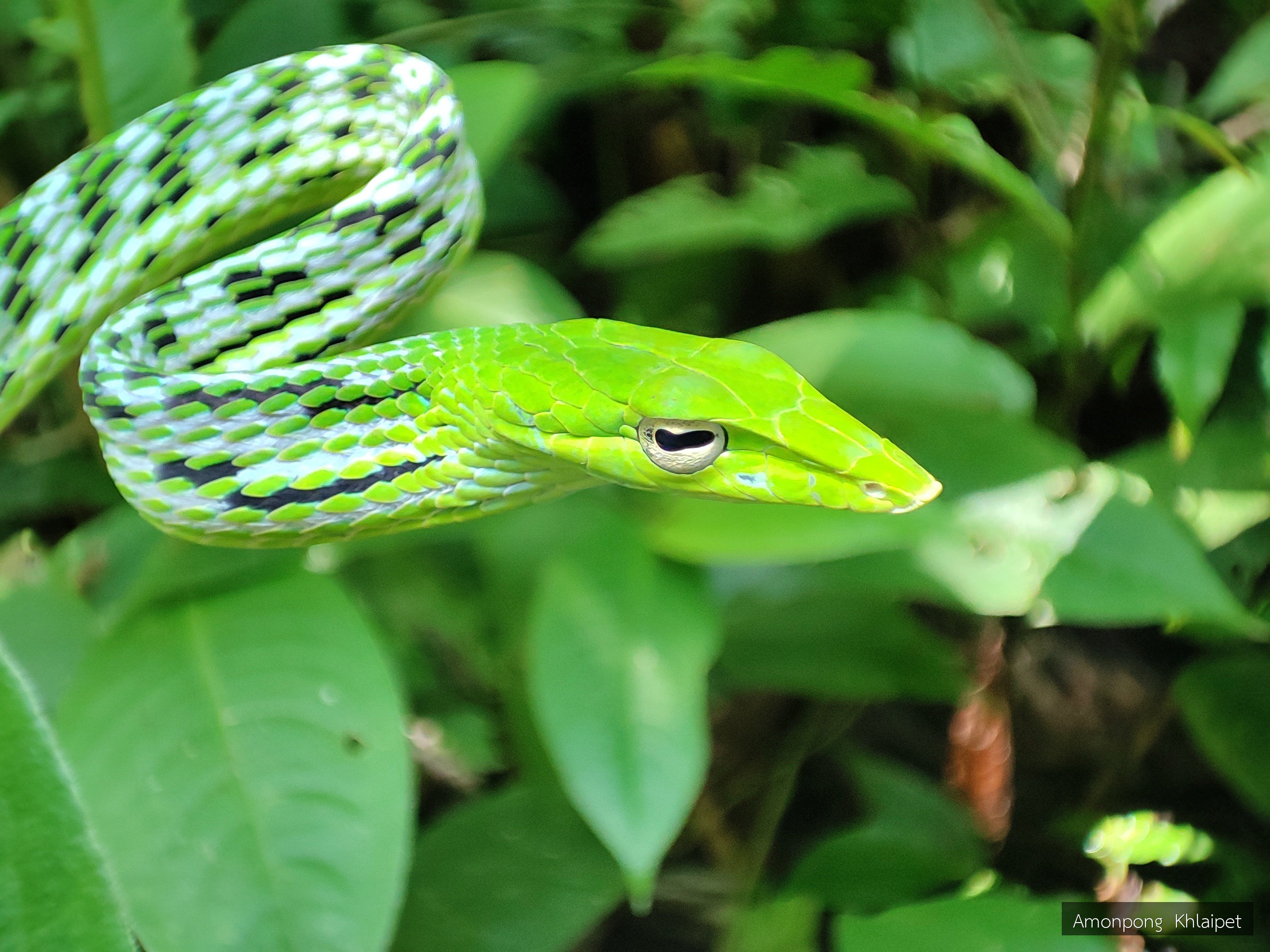 Ahaetulla prasina
