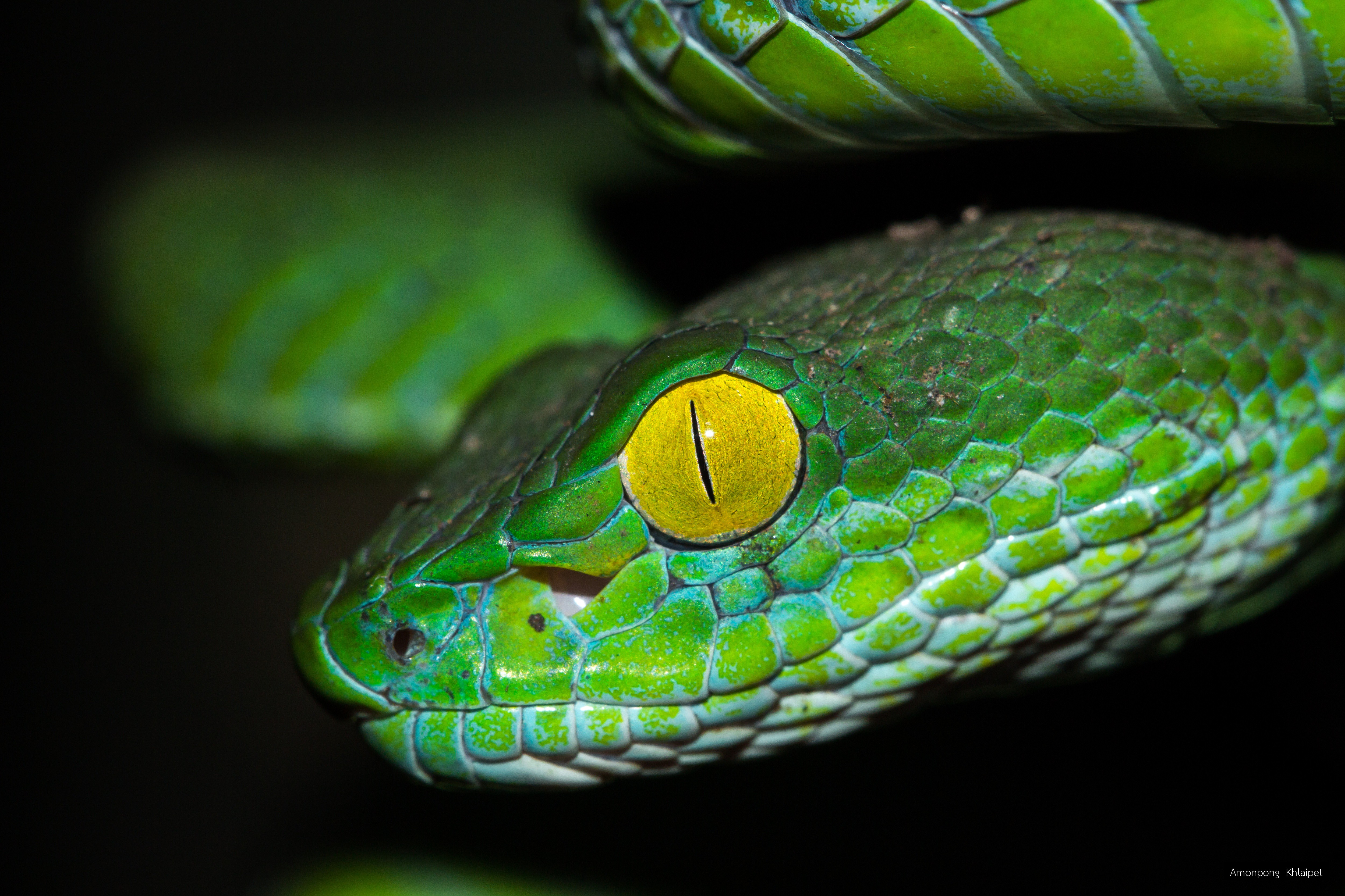 Trimeresurus gumprechti