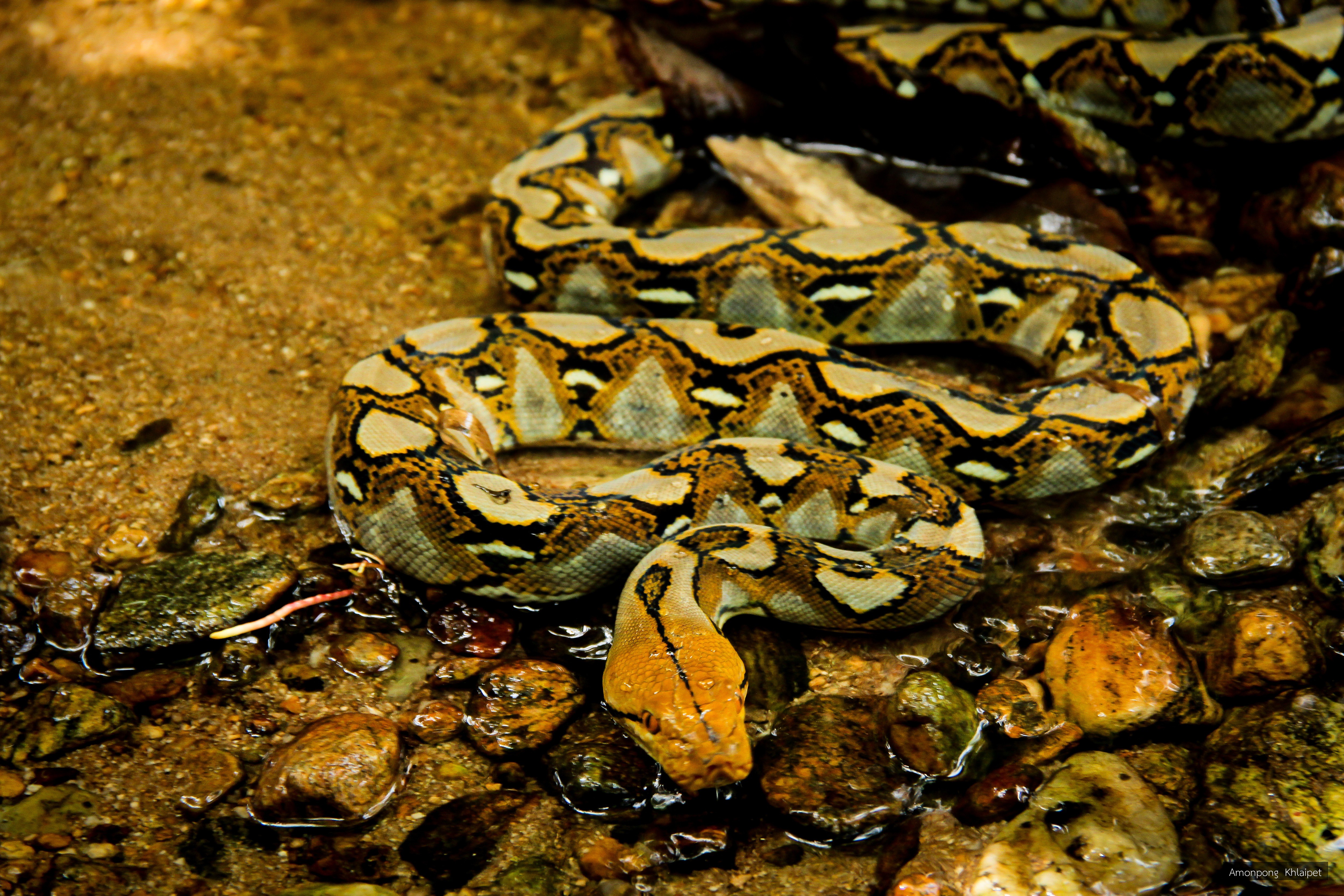 Malayopython reticulatus