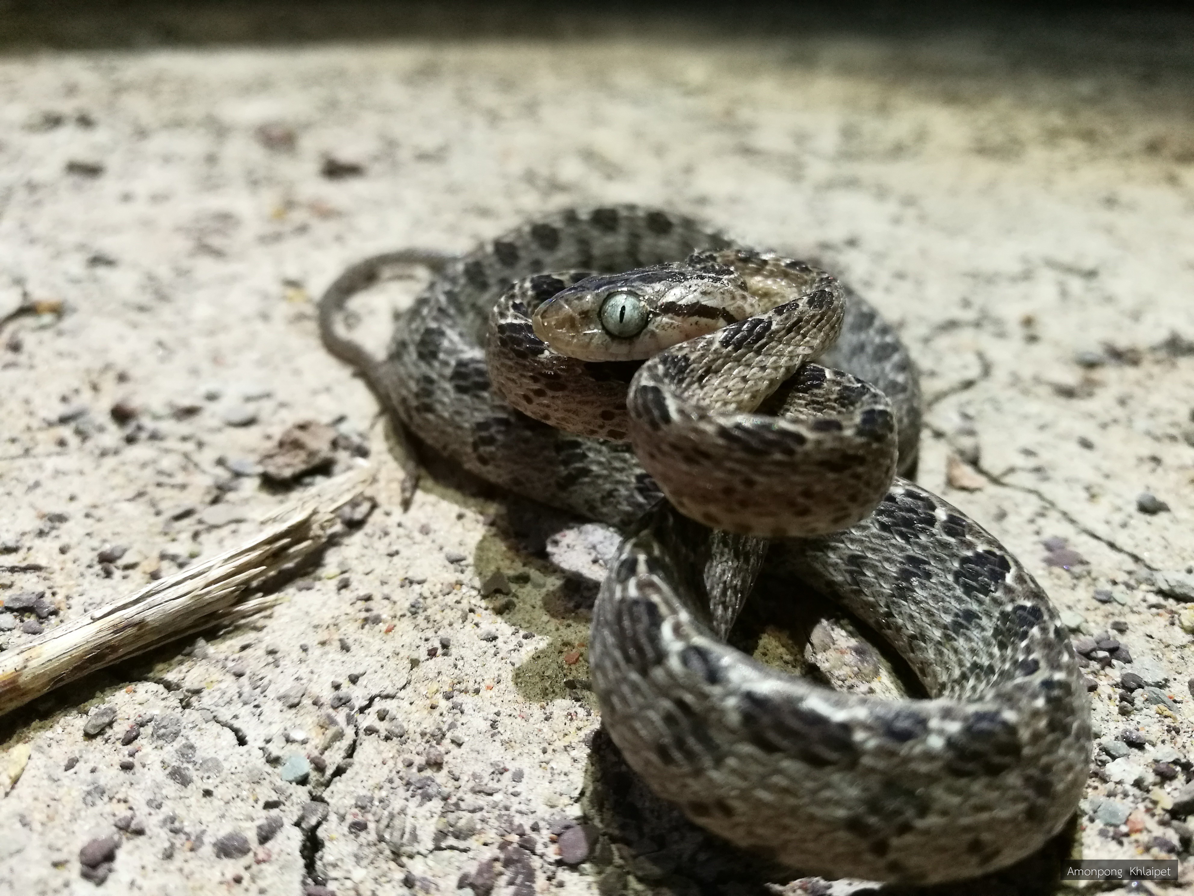 Boiga multomaculata
