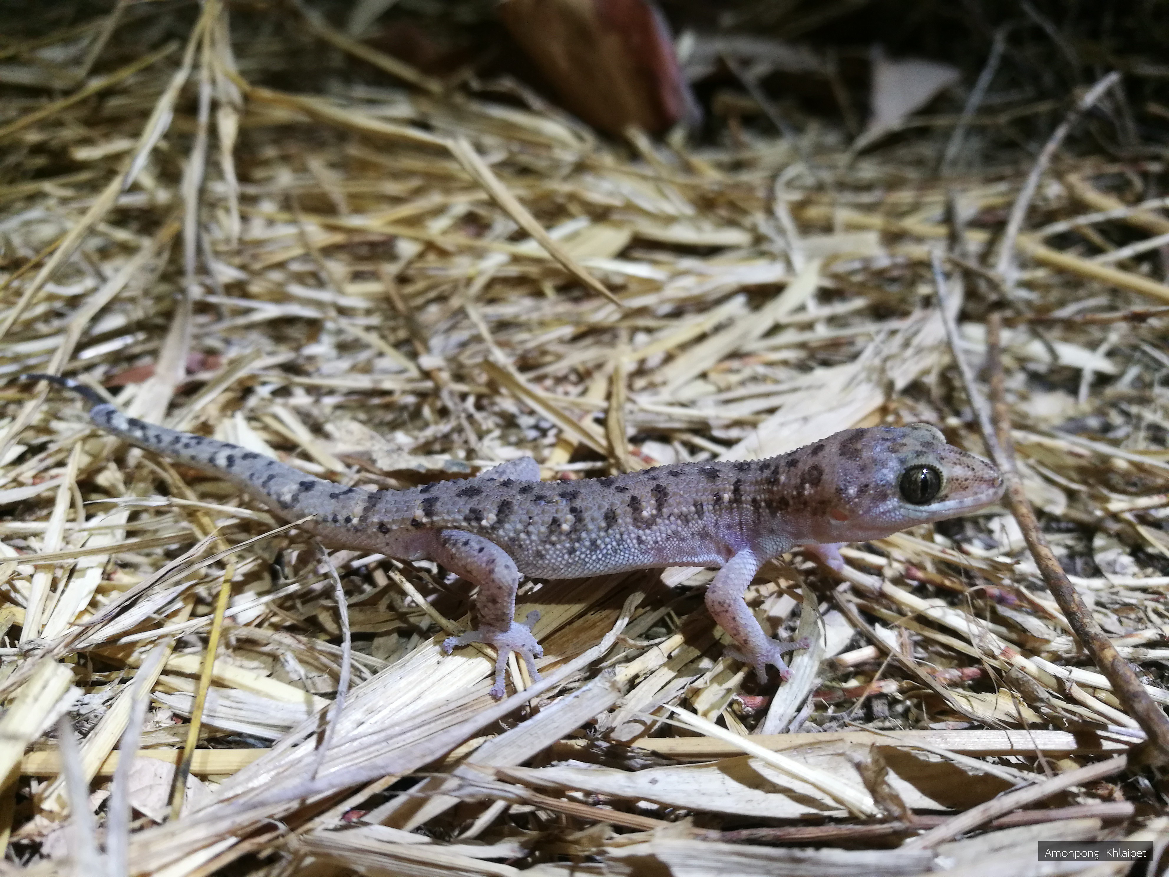 Dixonius siamensis