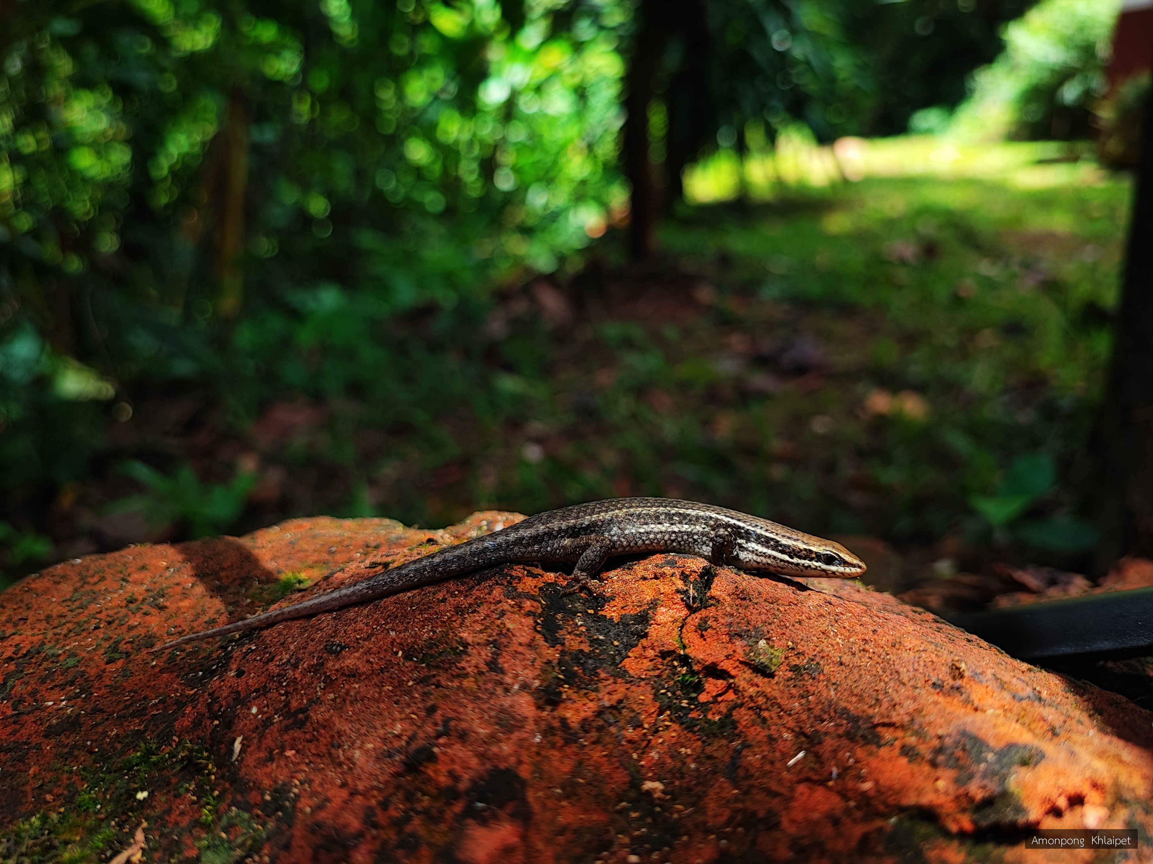 Eutropis macularia