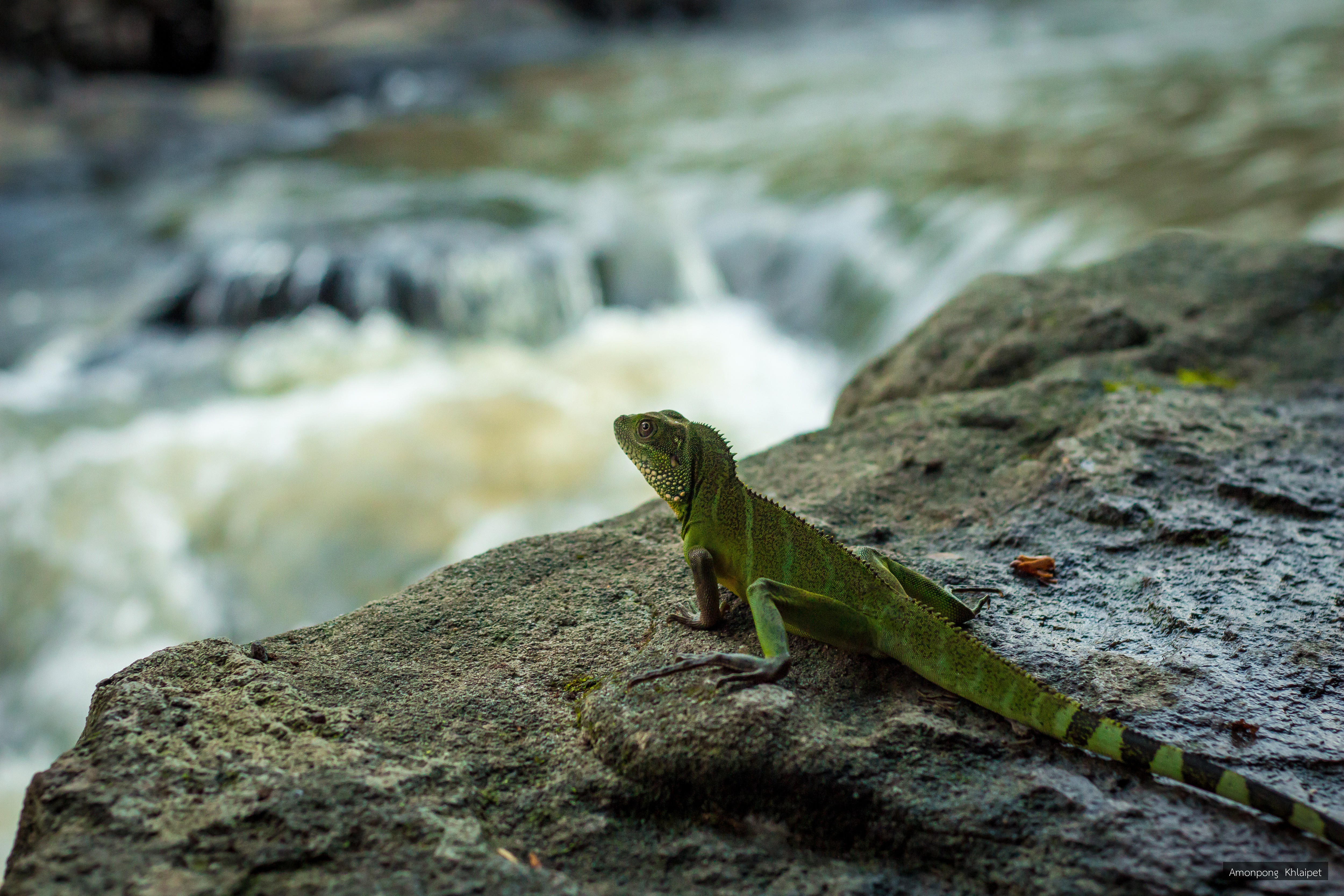 Physignathus cocincinus