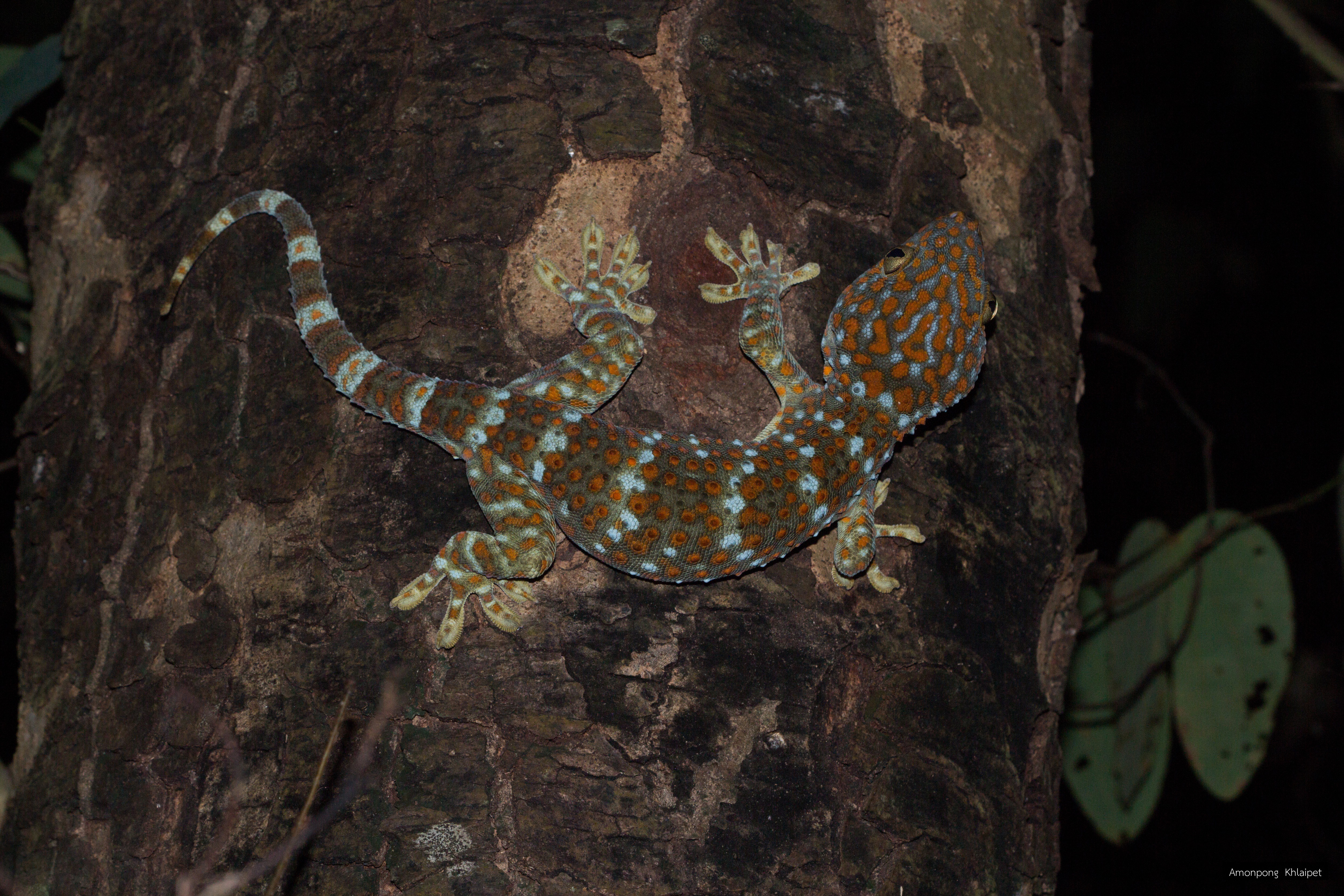 Gekko gecko
