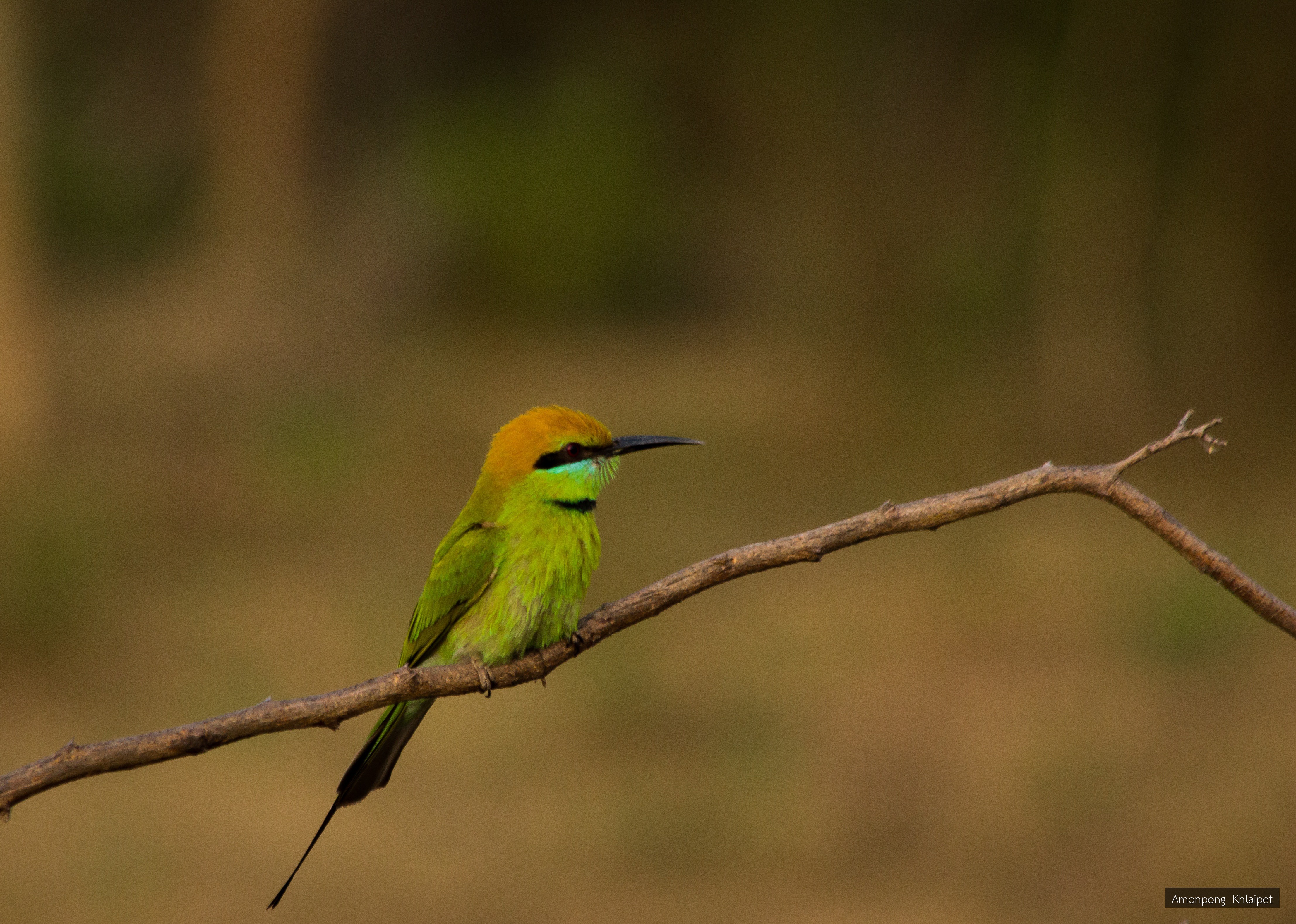 Merops orientalis