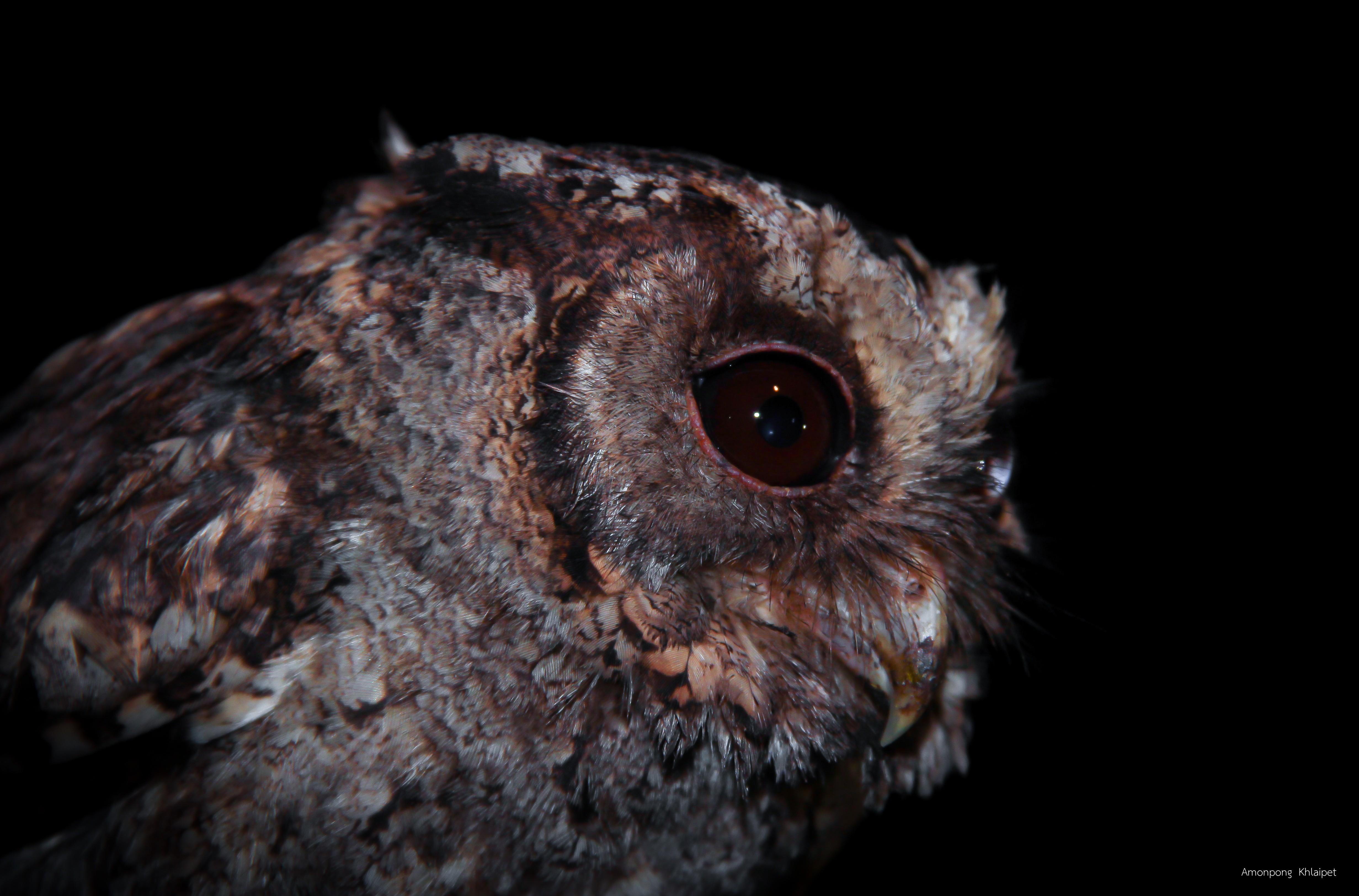 Otus lettia