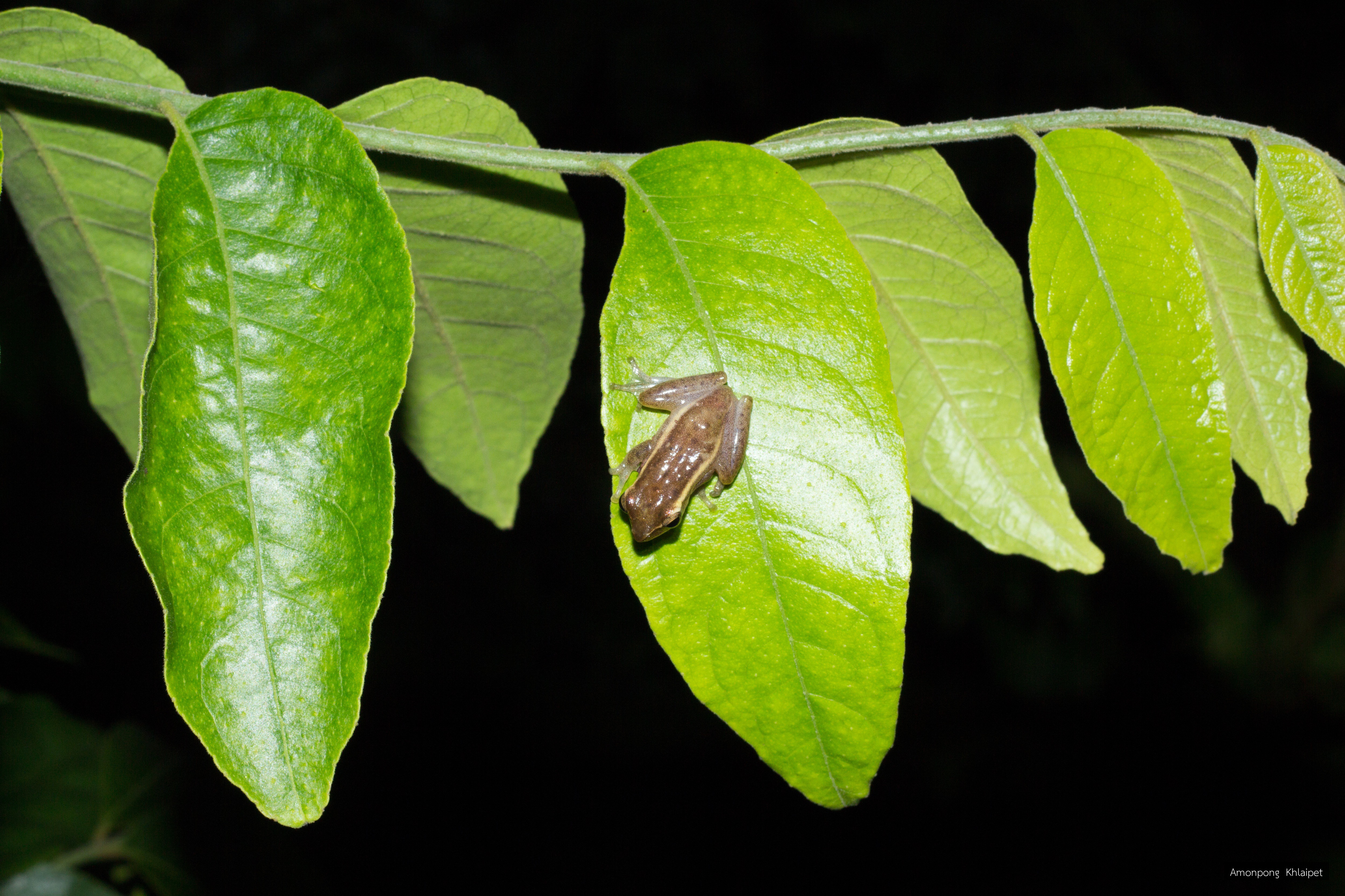 Chirixalus hansenae