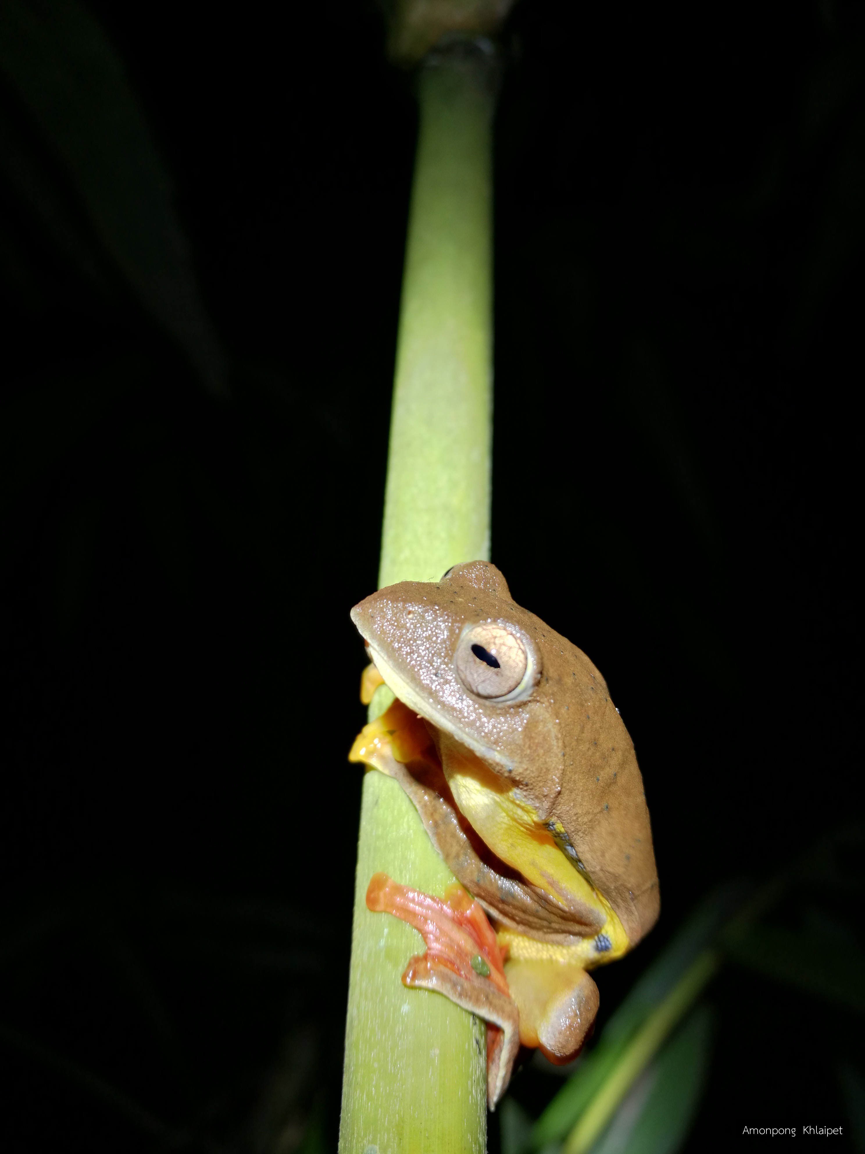 Rhacophorus bipunctatus