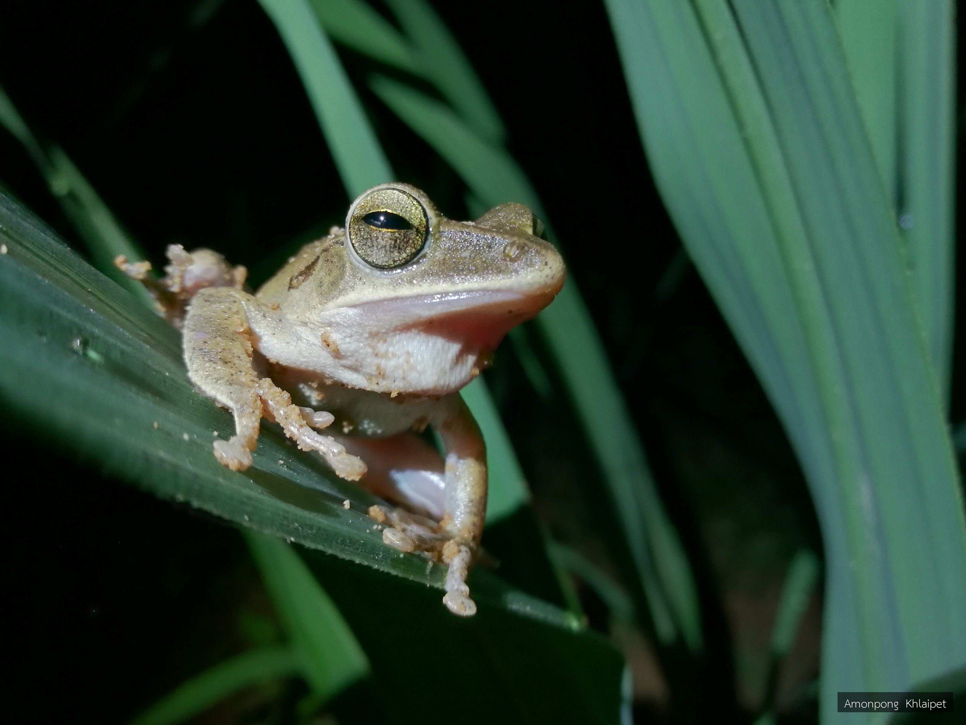 Polypedates leucomystax