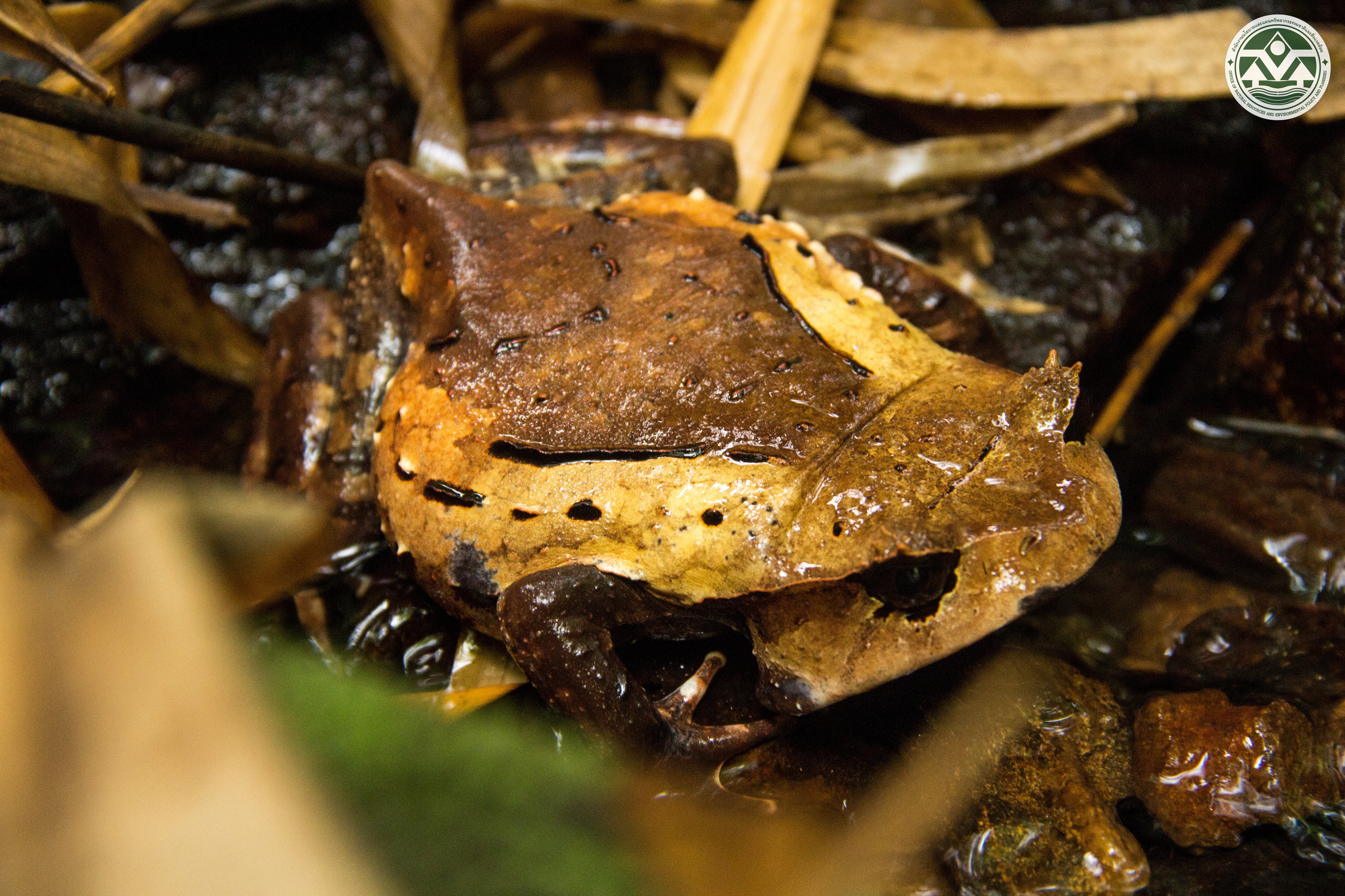 Brachytarsophrys carinense