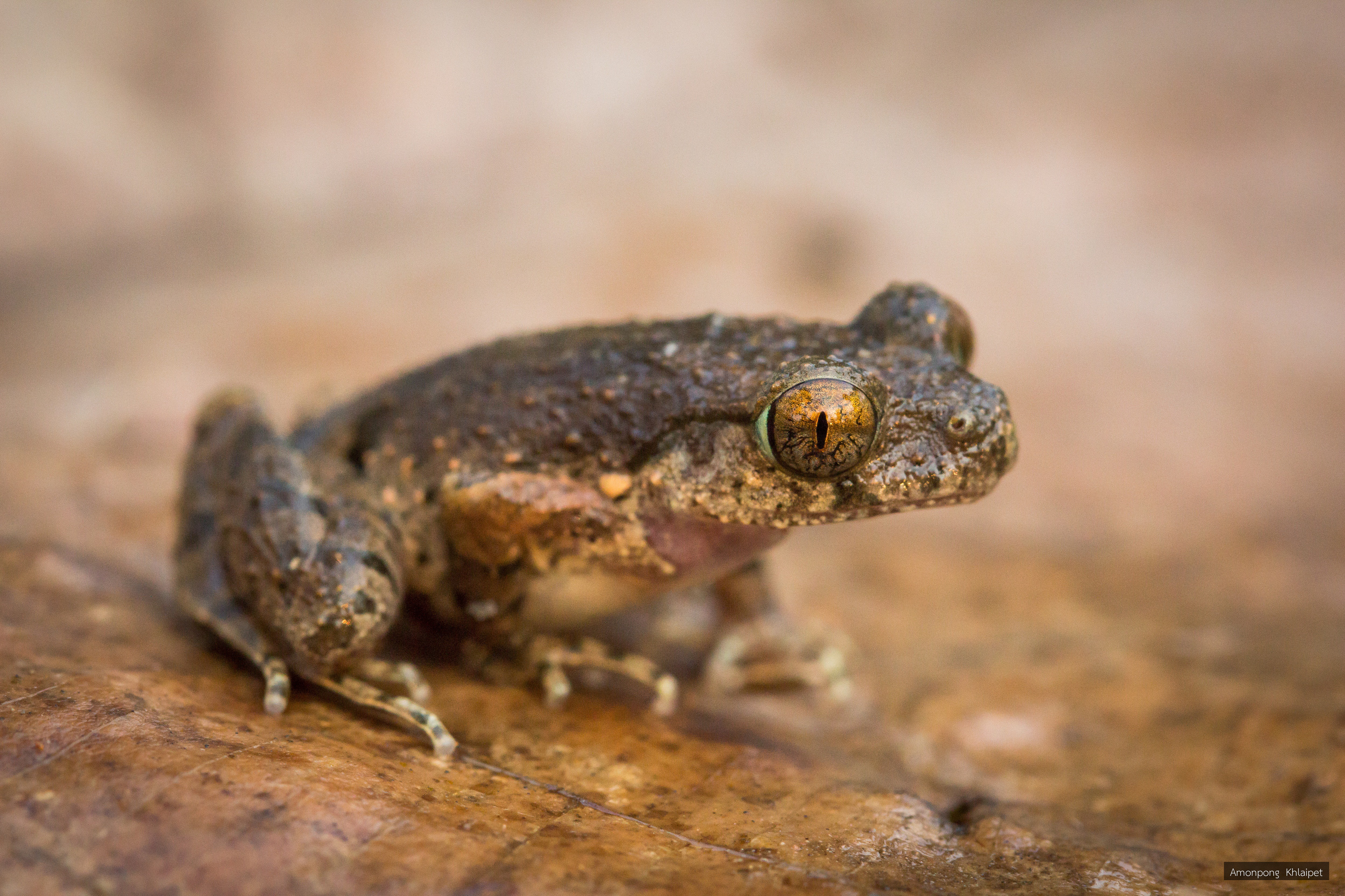 Leptobrachella pelodytoides