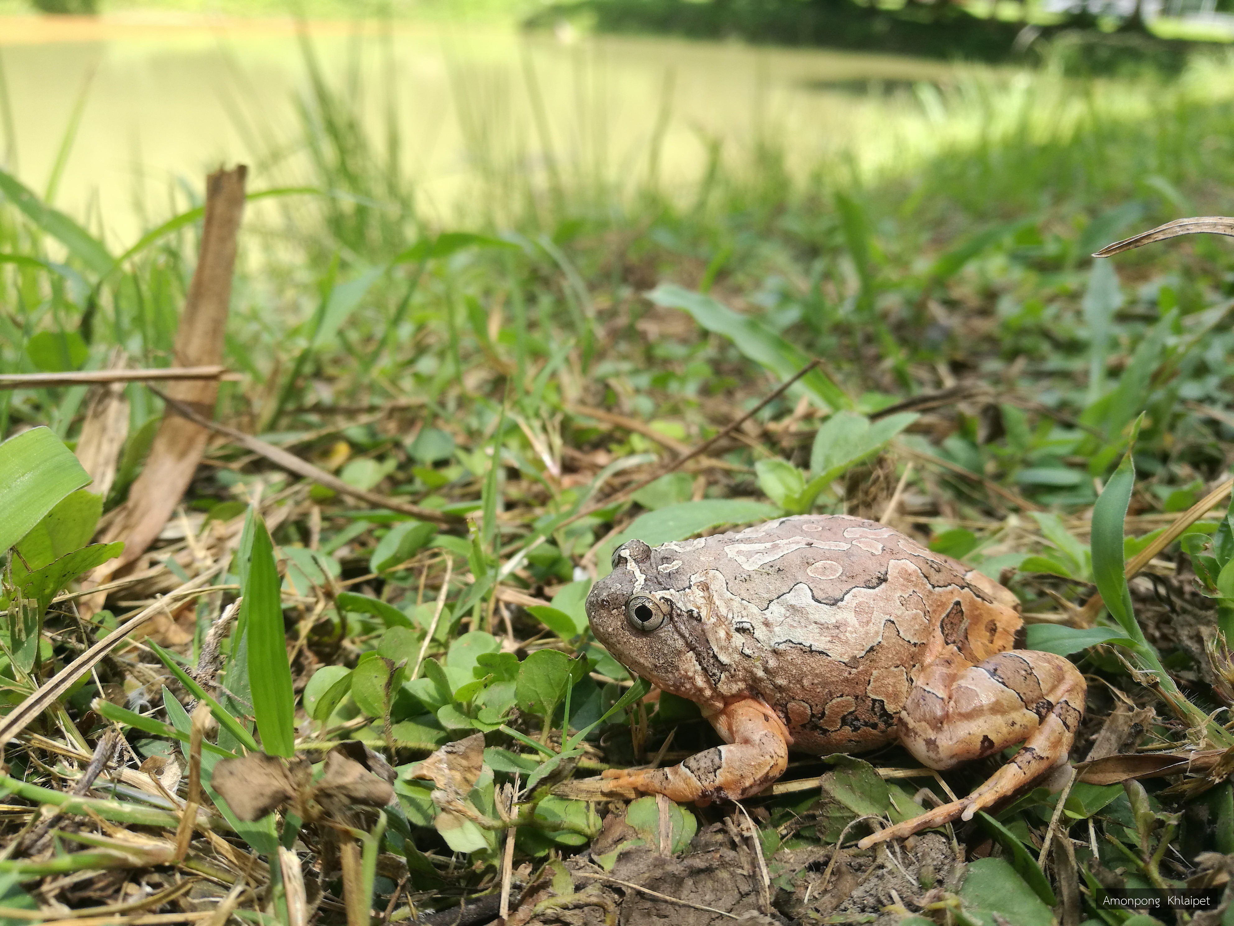 Calluella guttulata