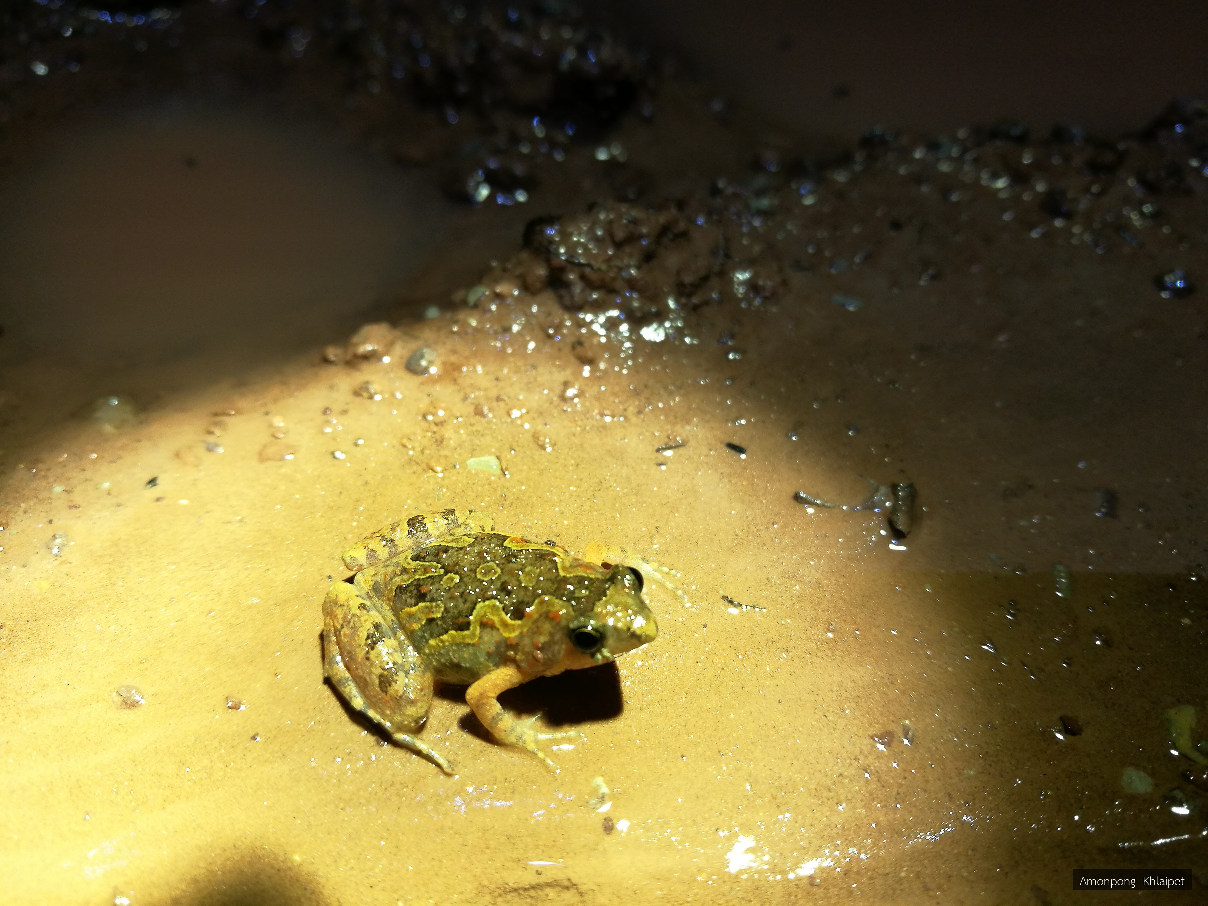 Microhyla butleri
