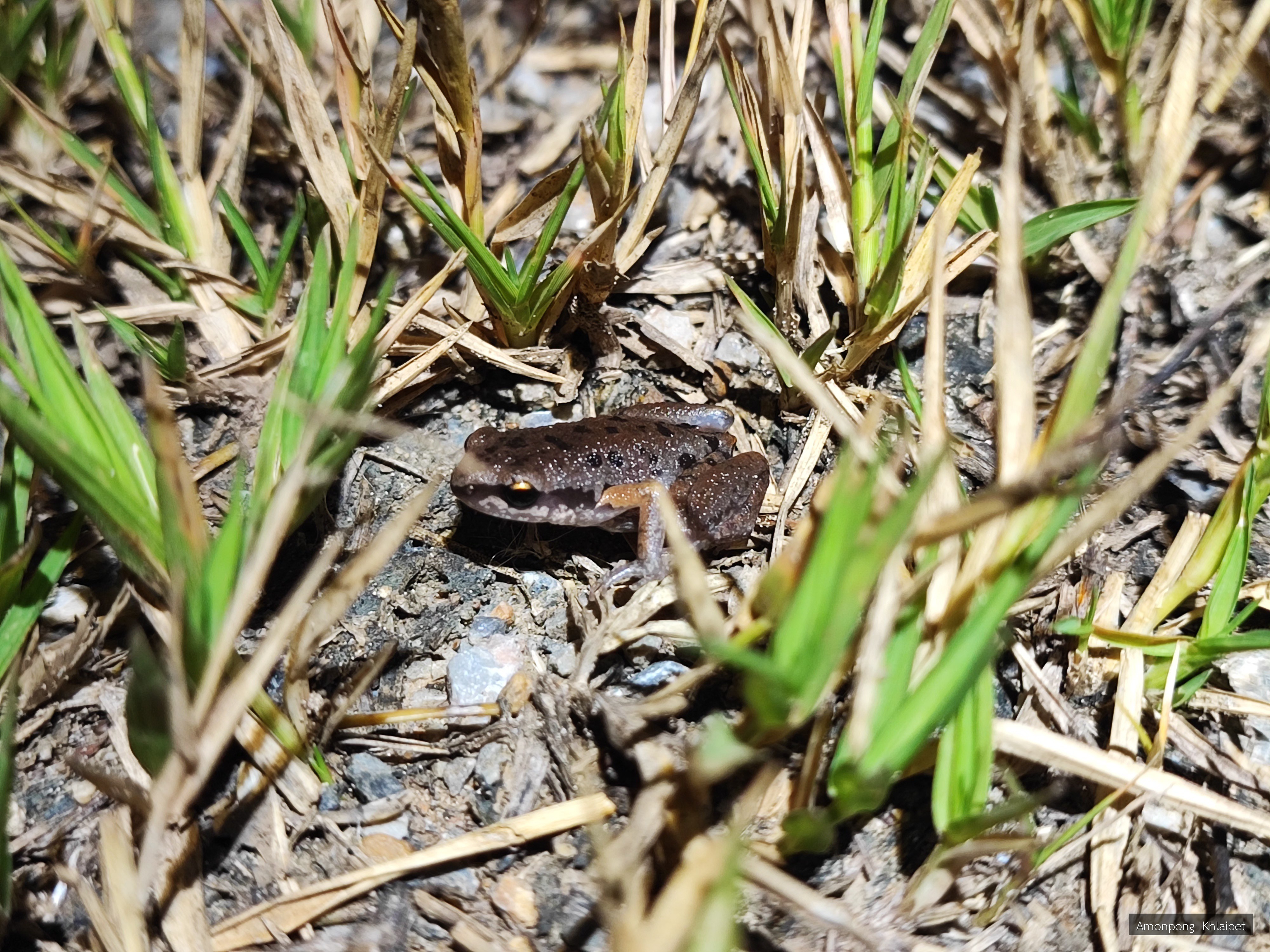 Micryletta inornata
