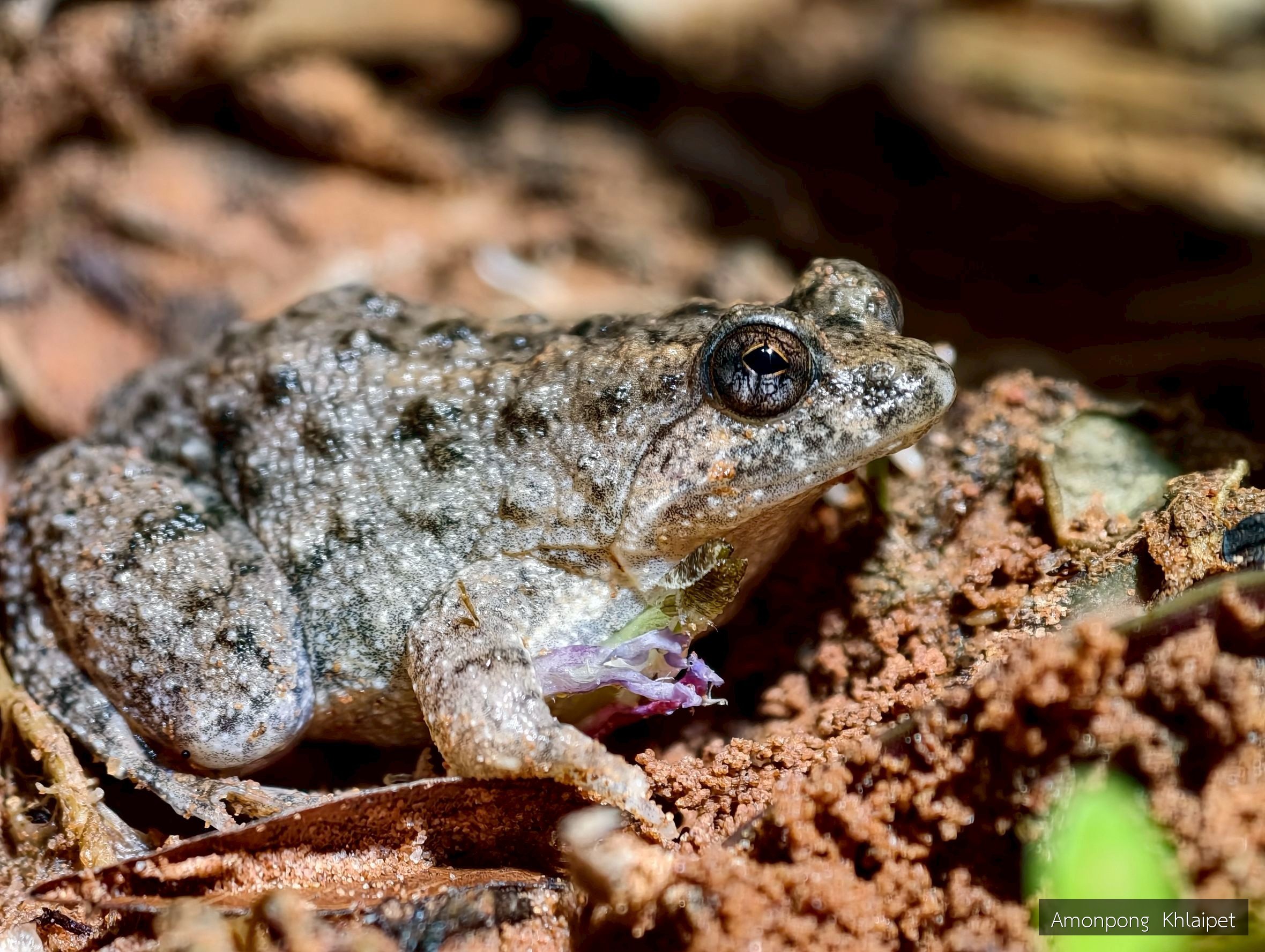 Occidozyga martensii
