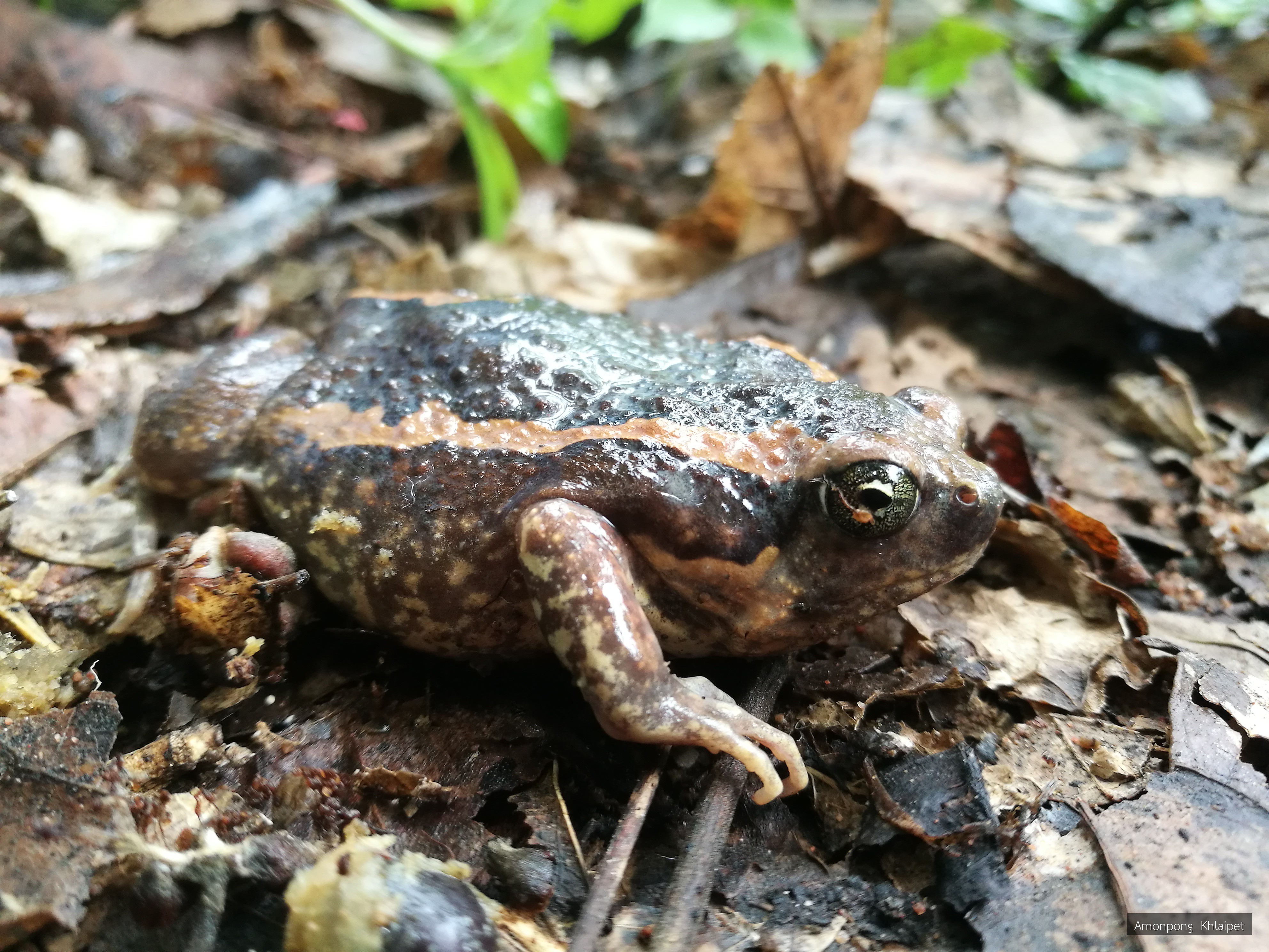 Kaloula mediolineata