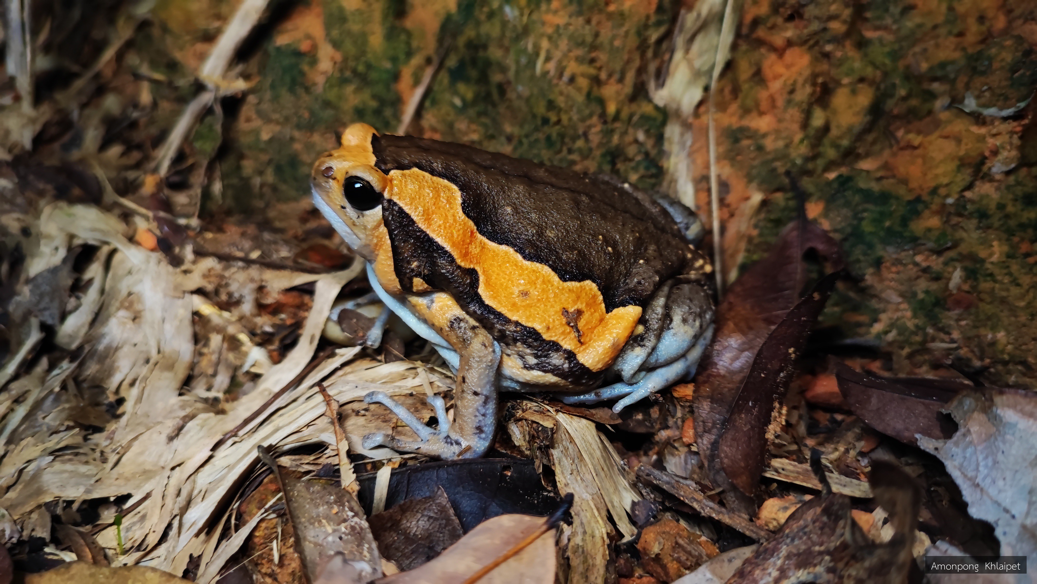 Kaloula pulchra