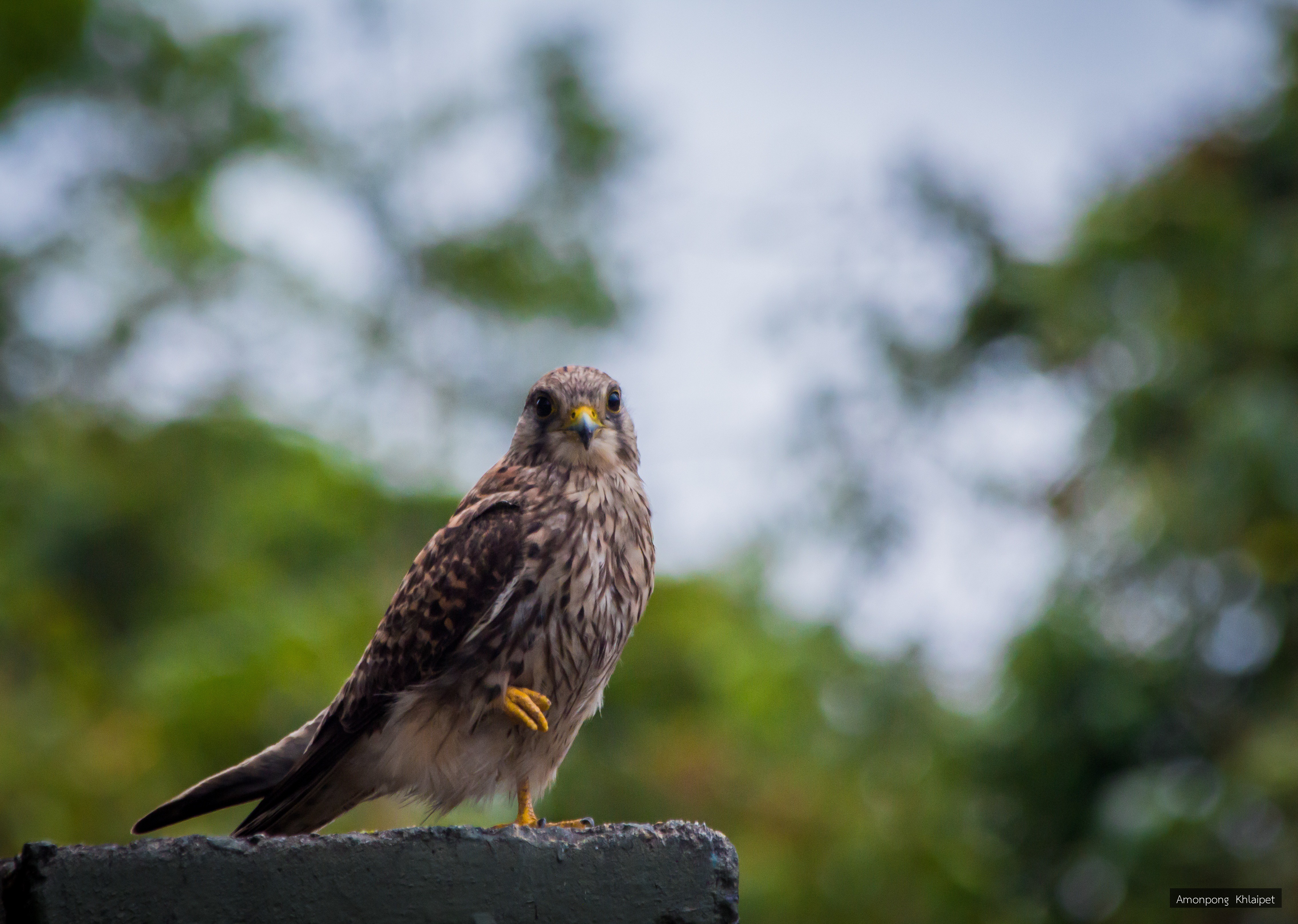 Falco tinnunculus