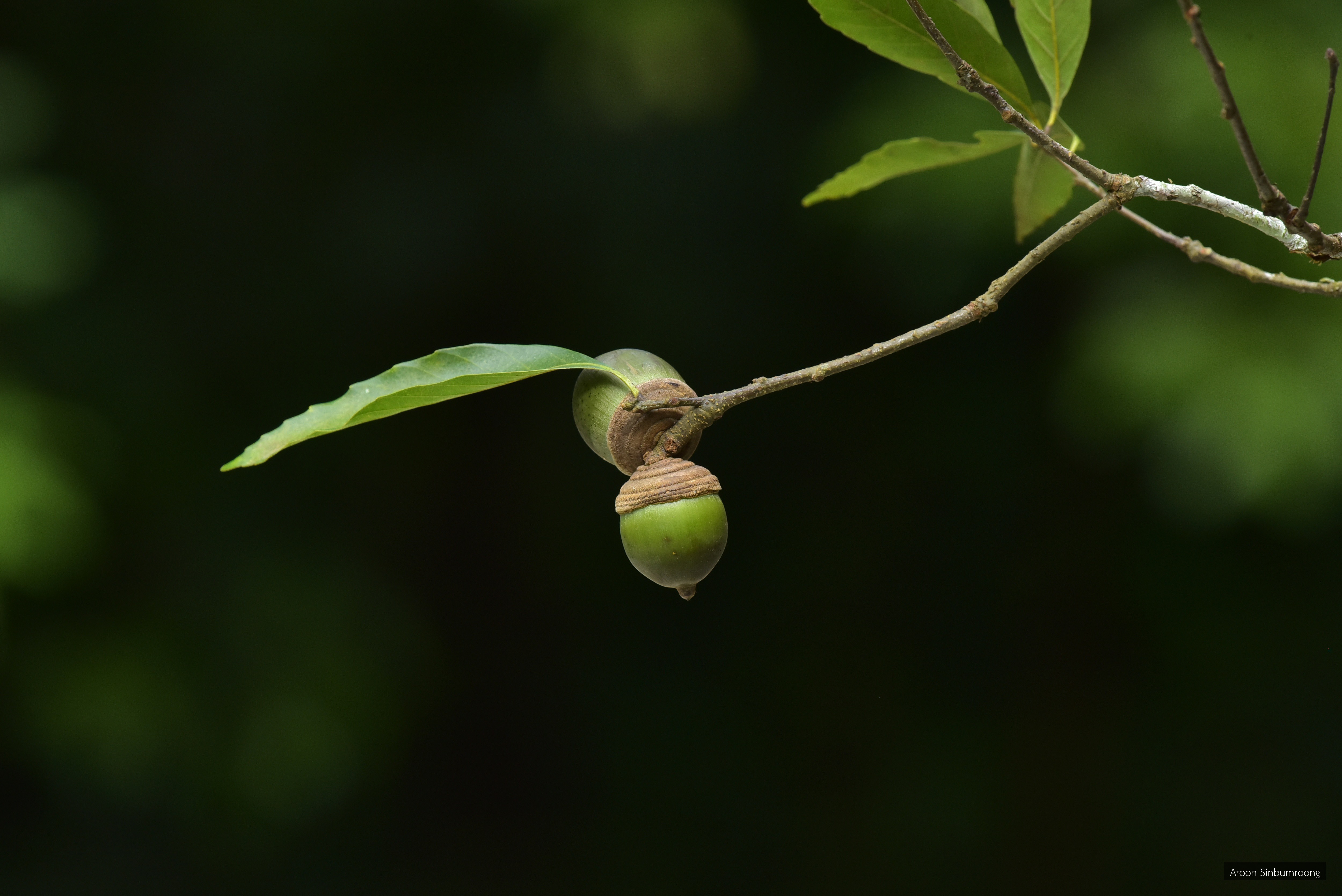 Quercus gemelliflora