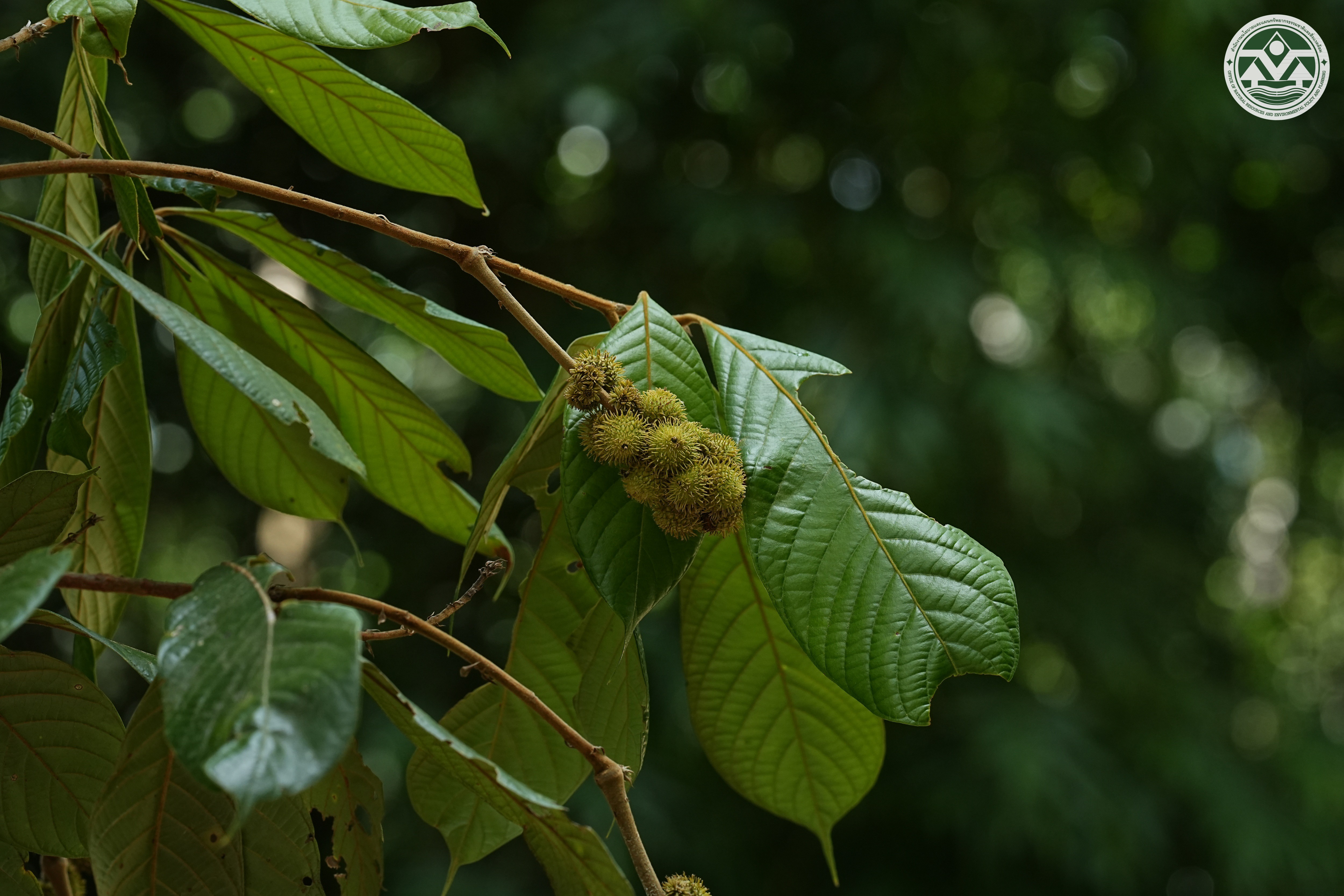 Lithocarpus garrettianus