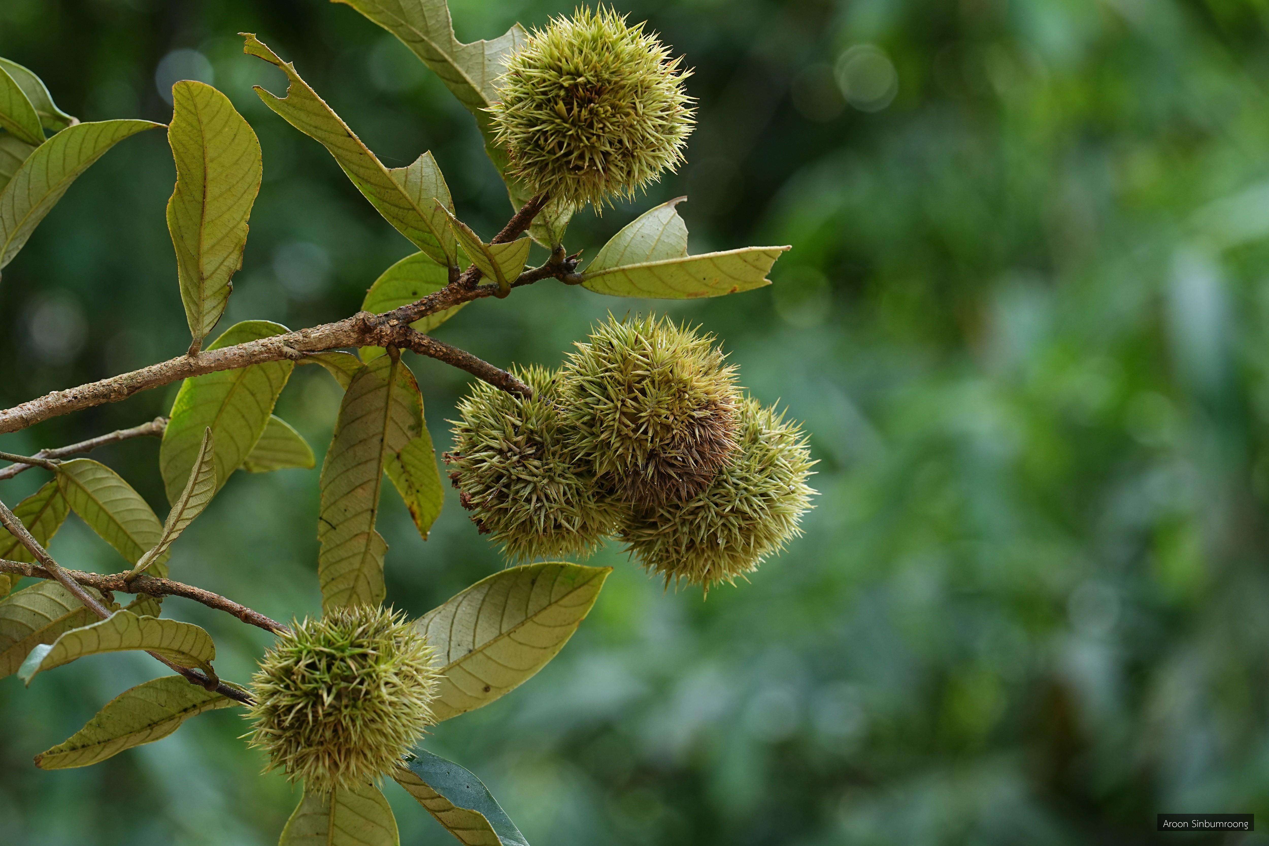 Castanopsis argentea