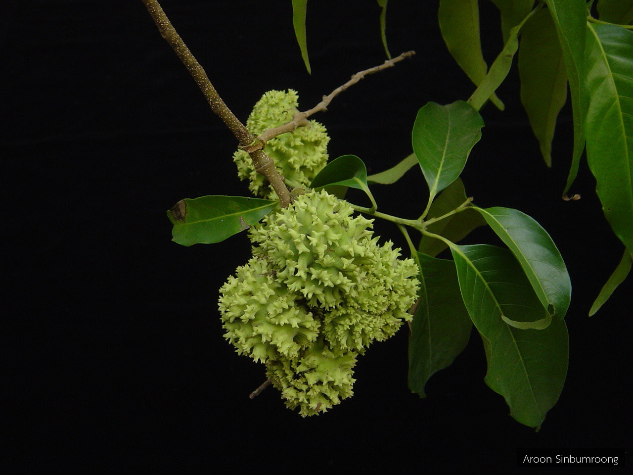 Castanopsis pierrei