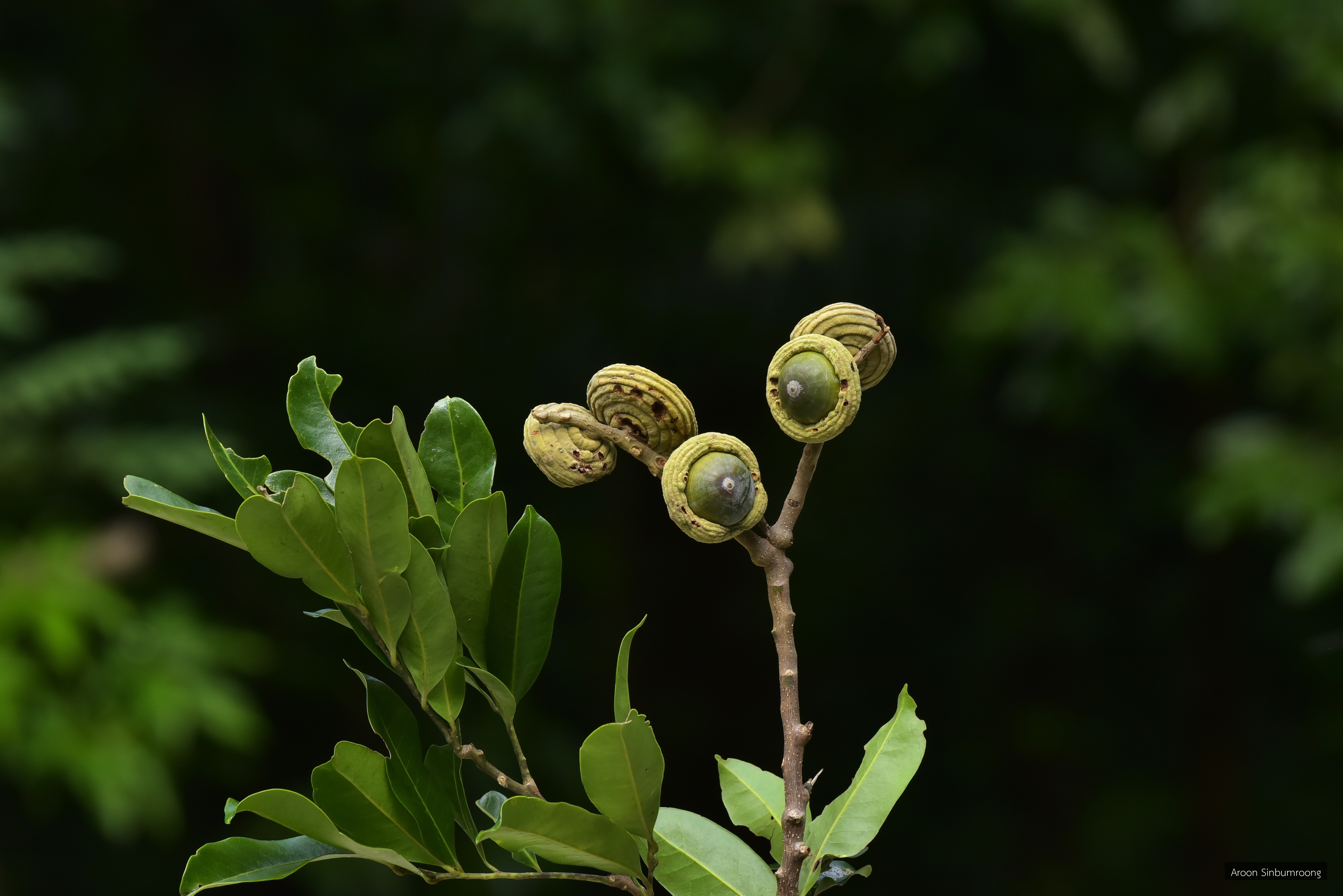 Lithocarpus lucidus