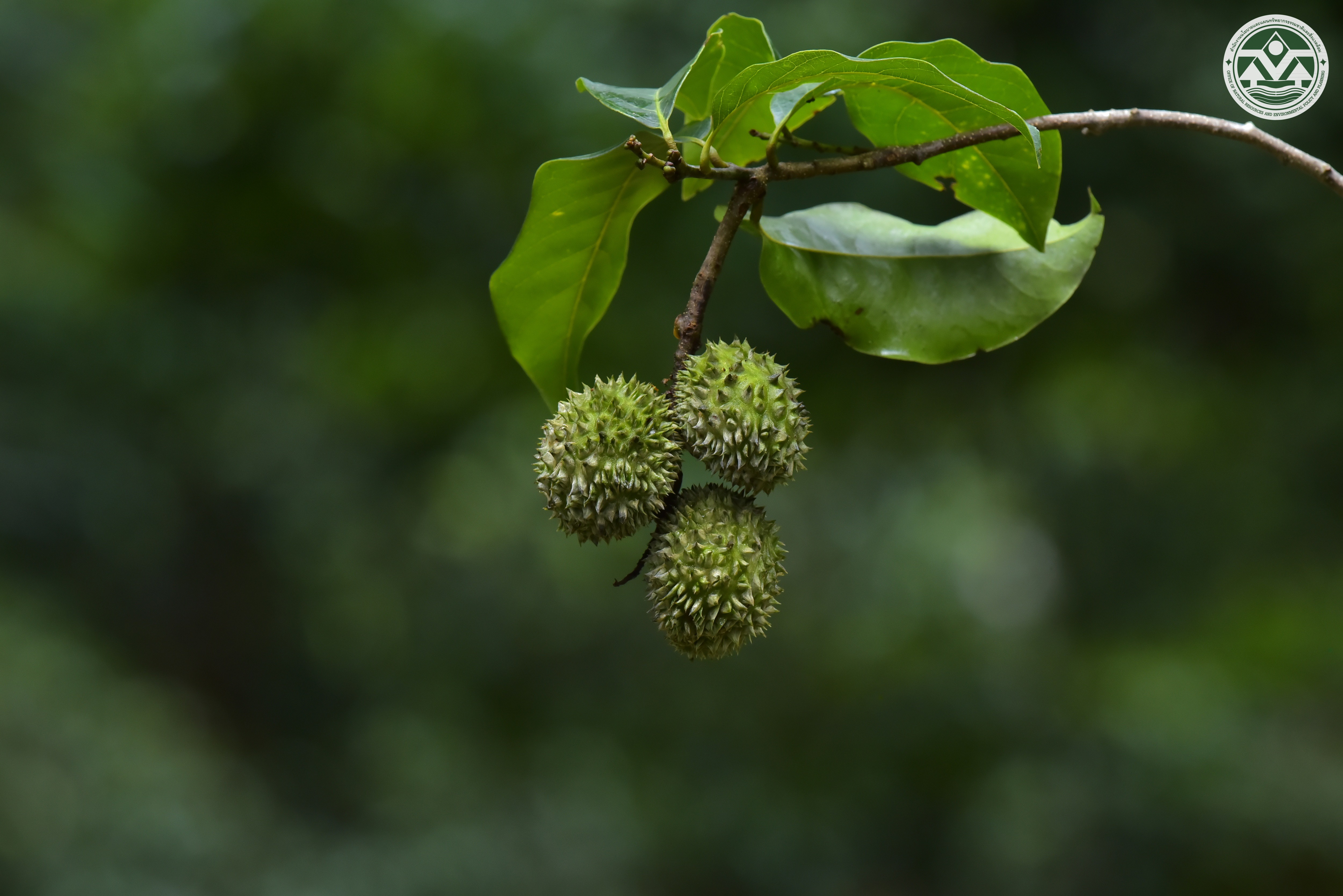 Castanopsis nephelioides