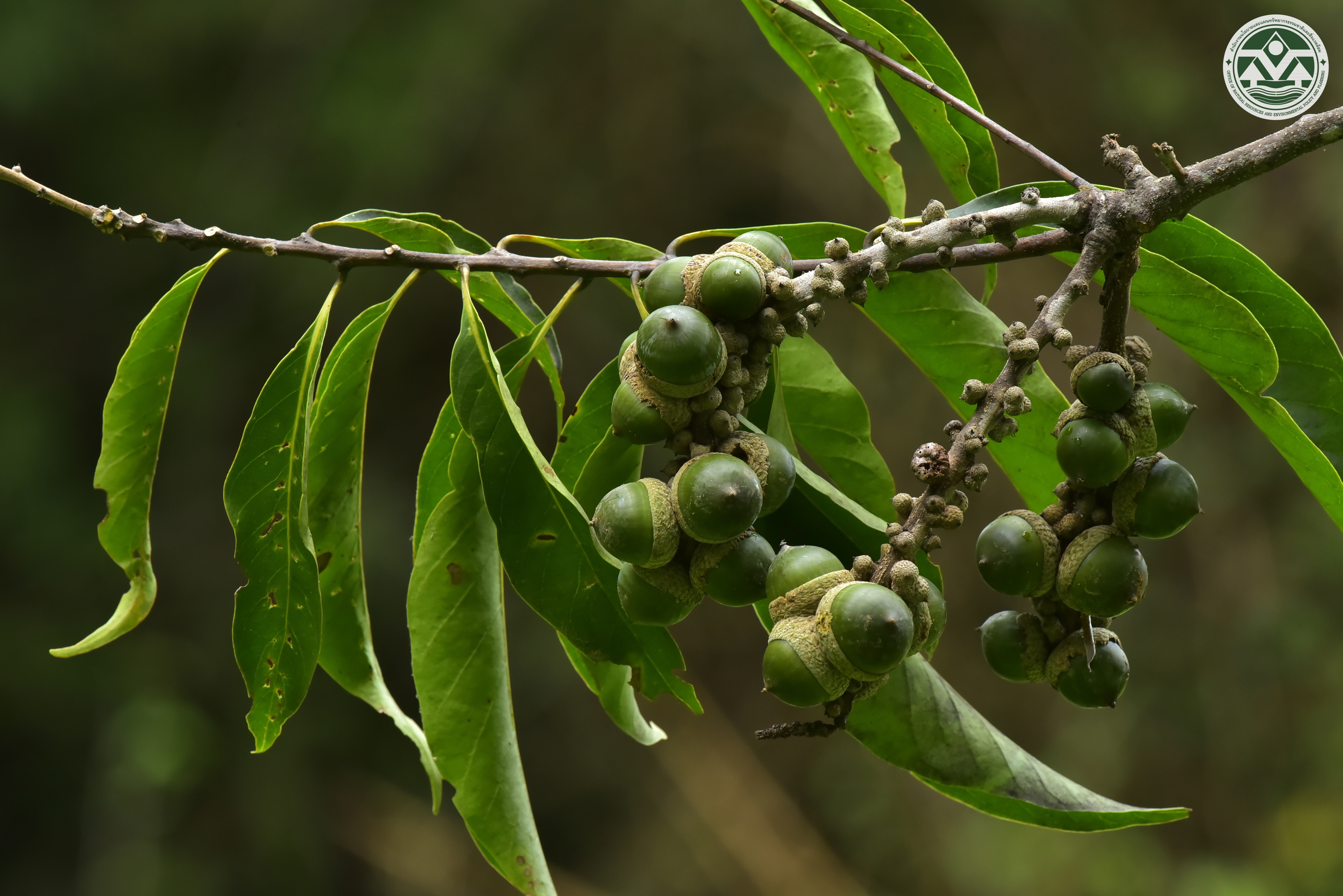 Lithocarpus elegans