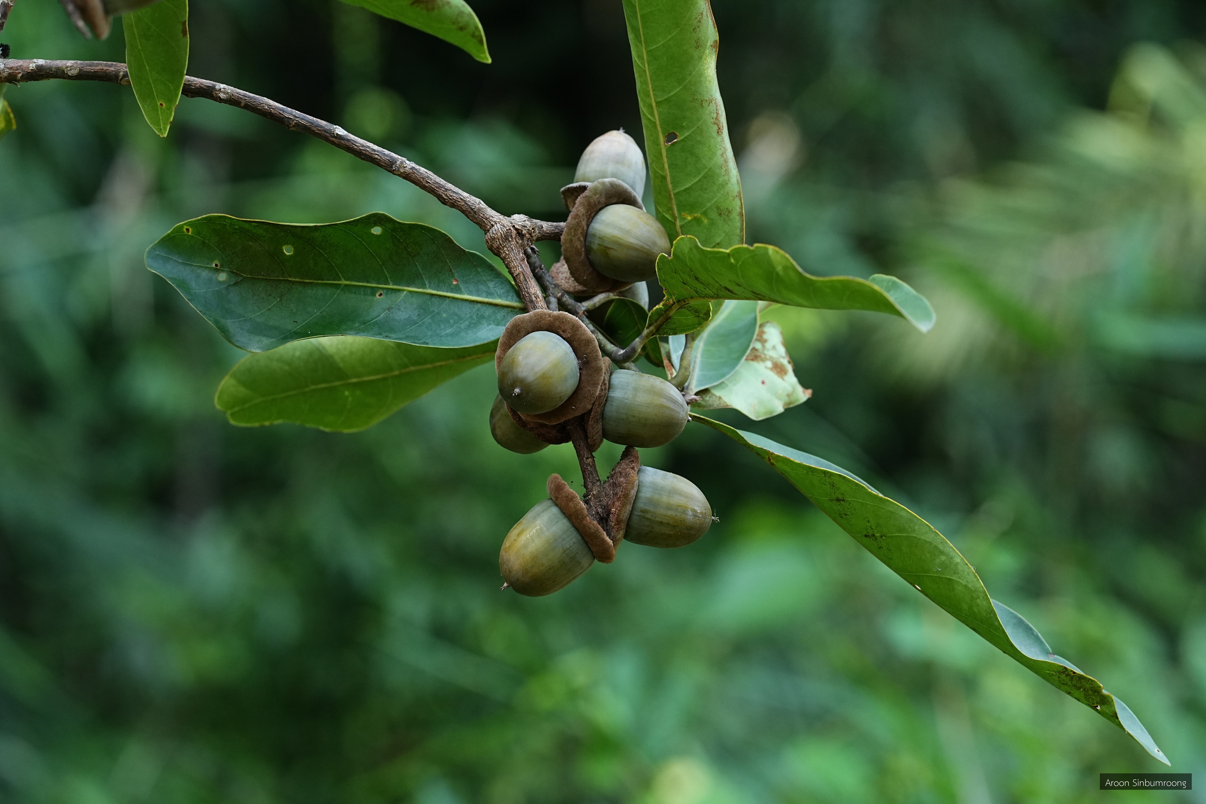 Lithocarpus scortechinii