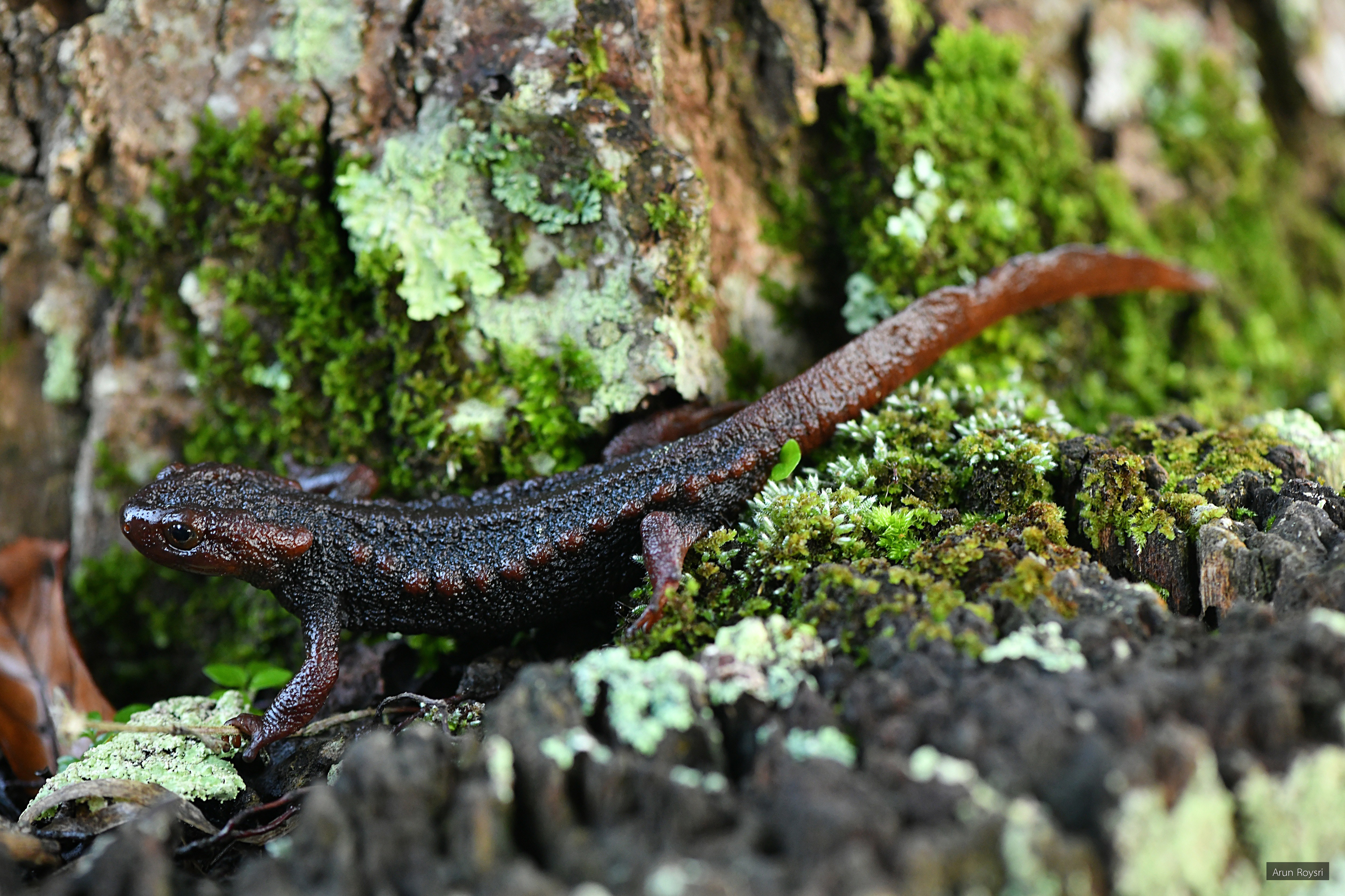 Tylototriton uyenoi
