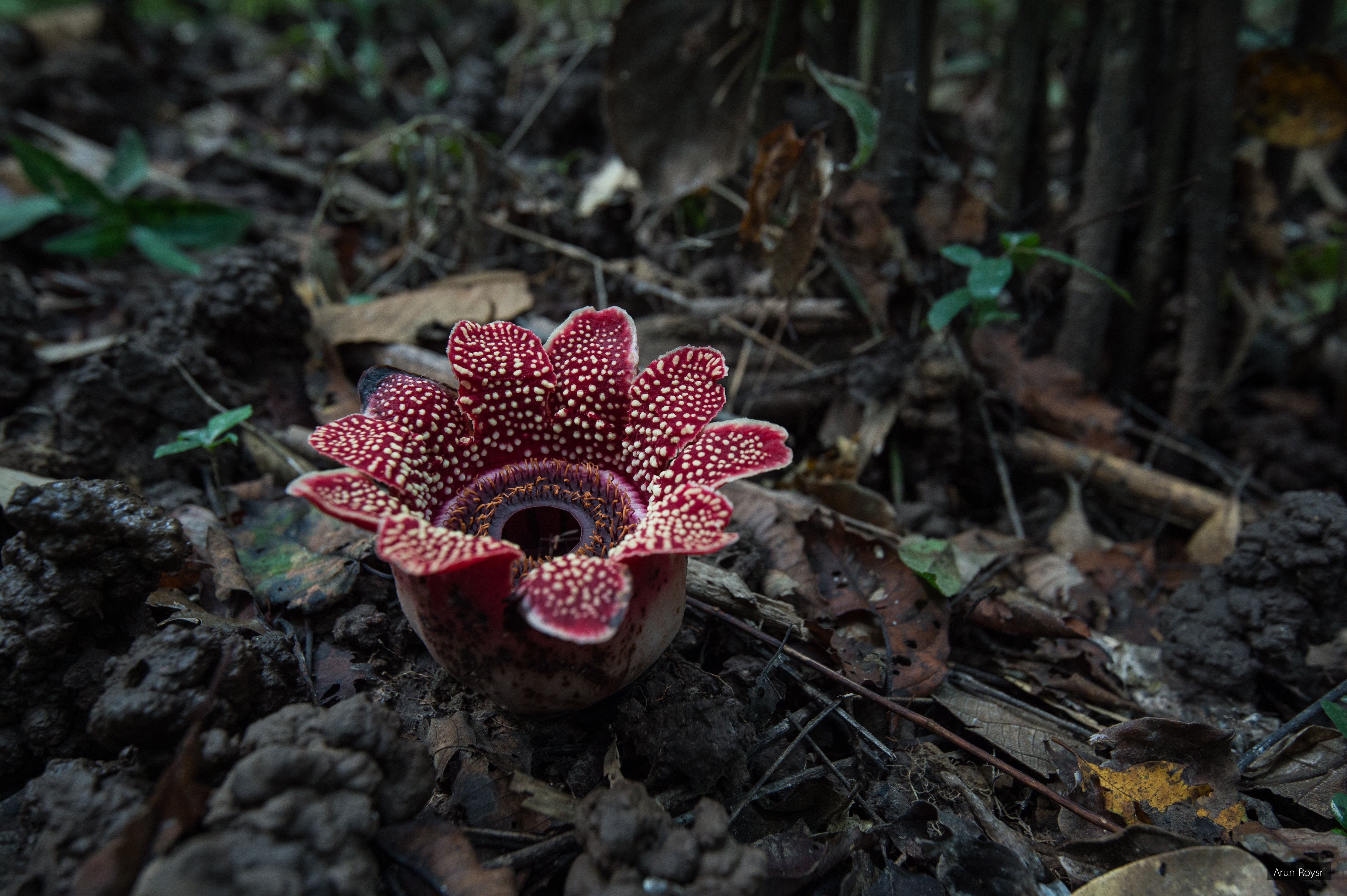 Sapria himalayana