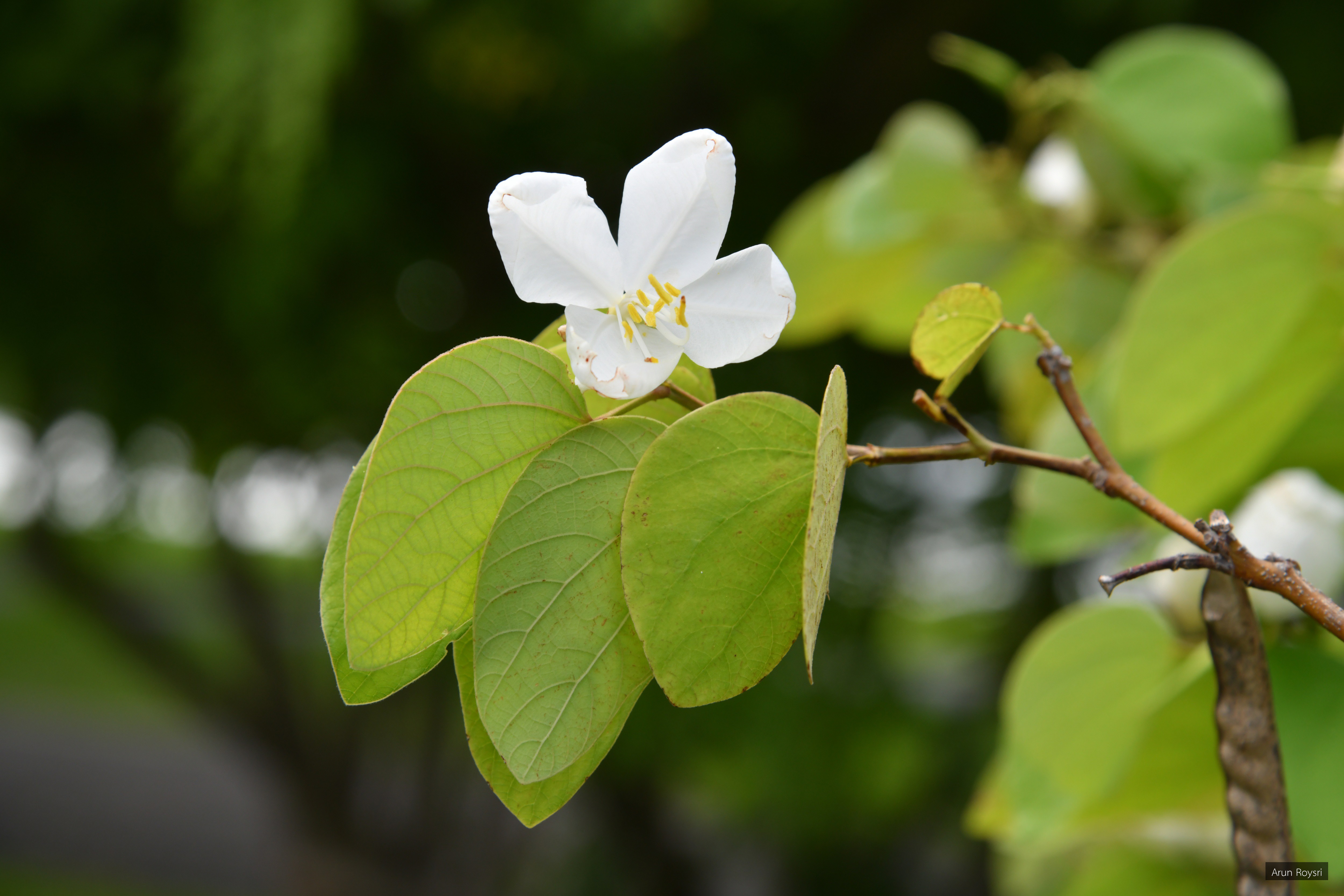 Bauhinia acuminata