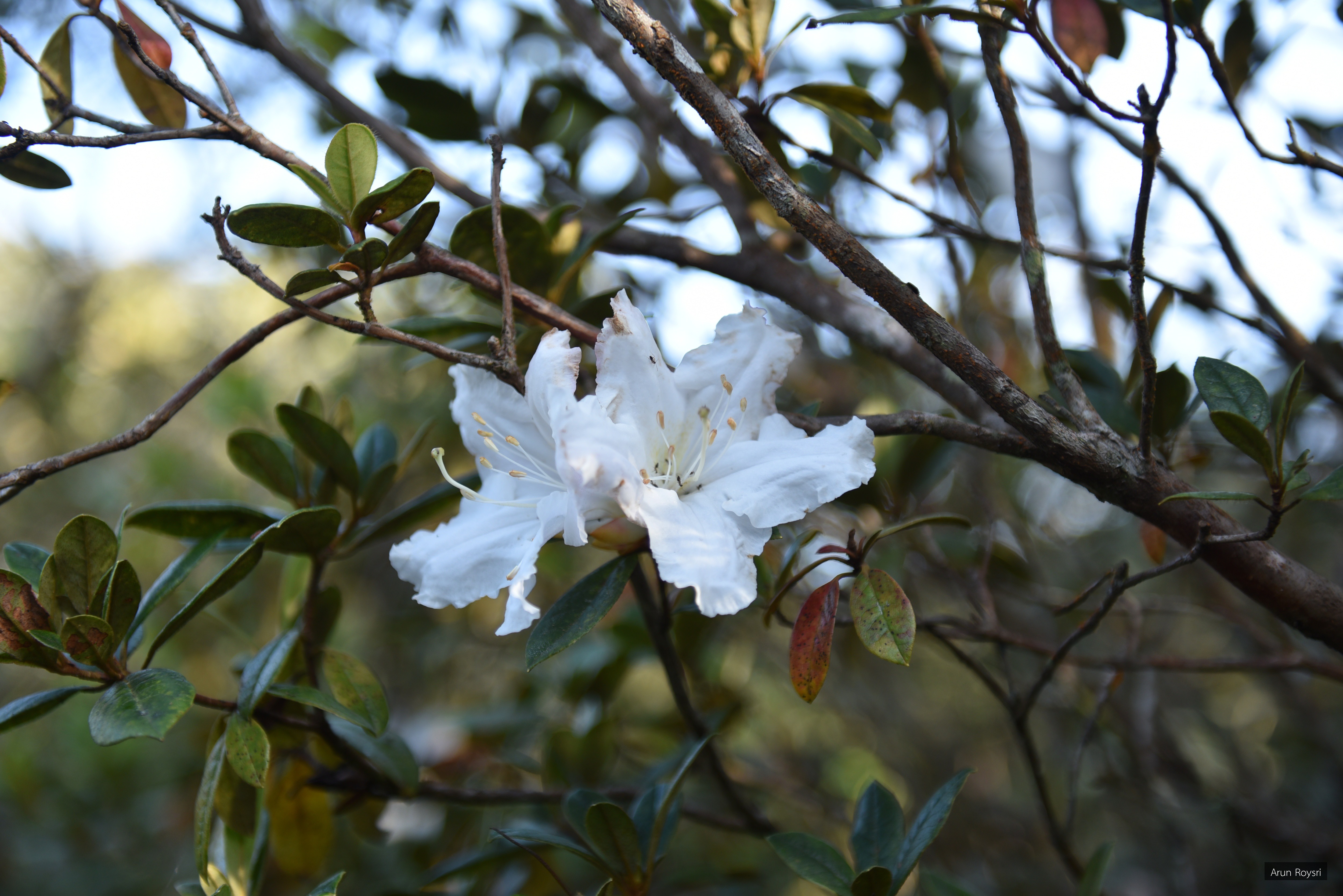 Rhododendron ciliicalyx