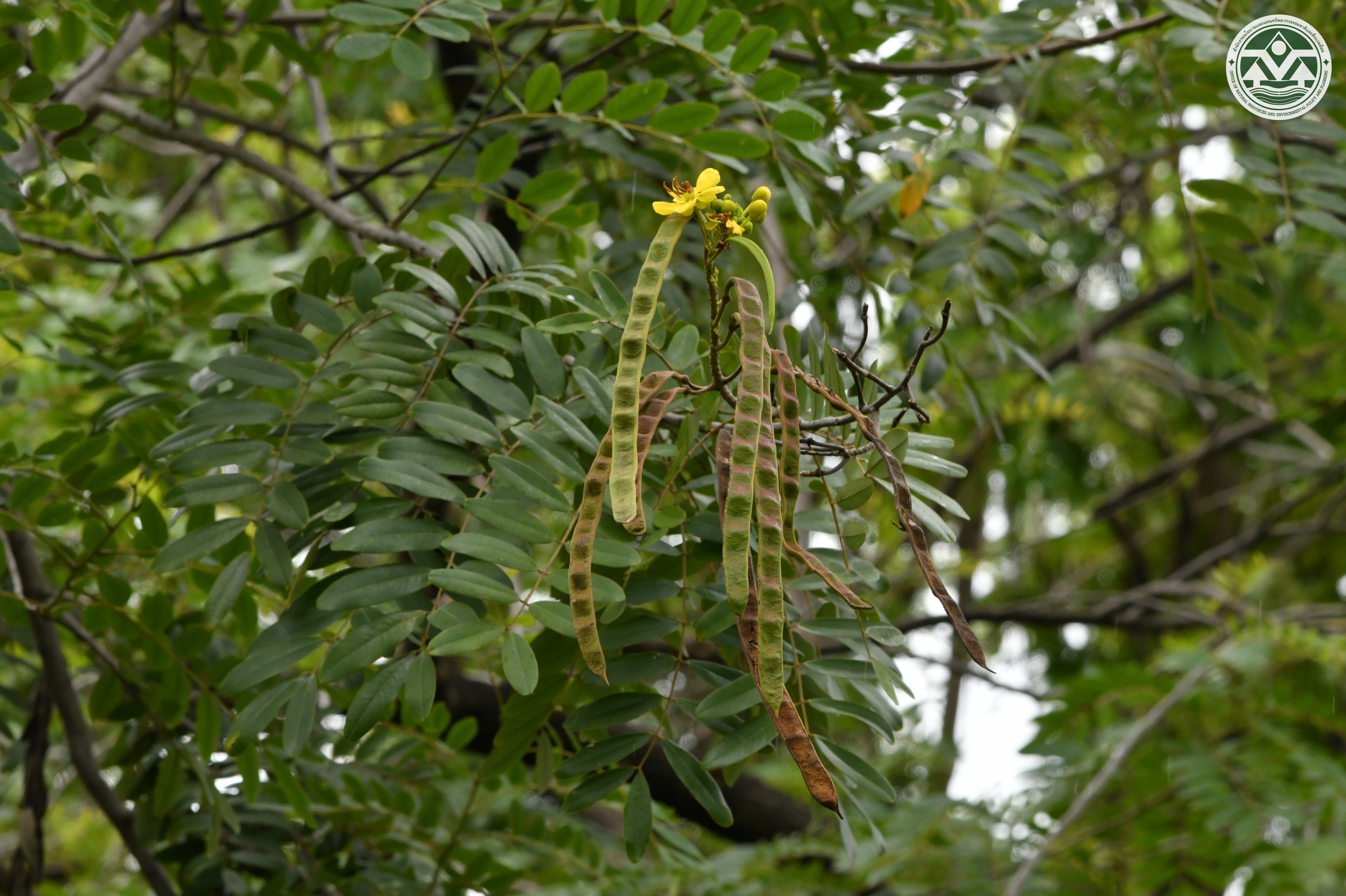 Senna siamea